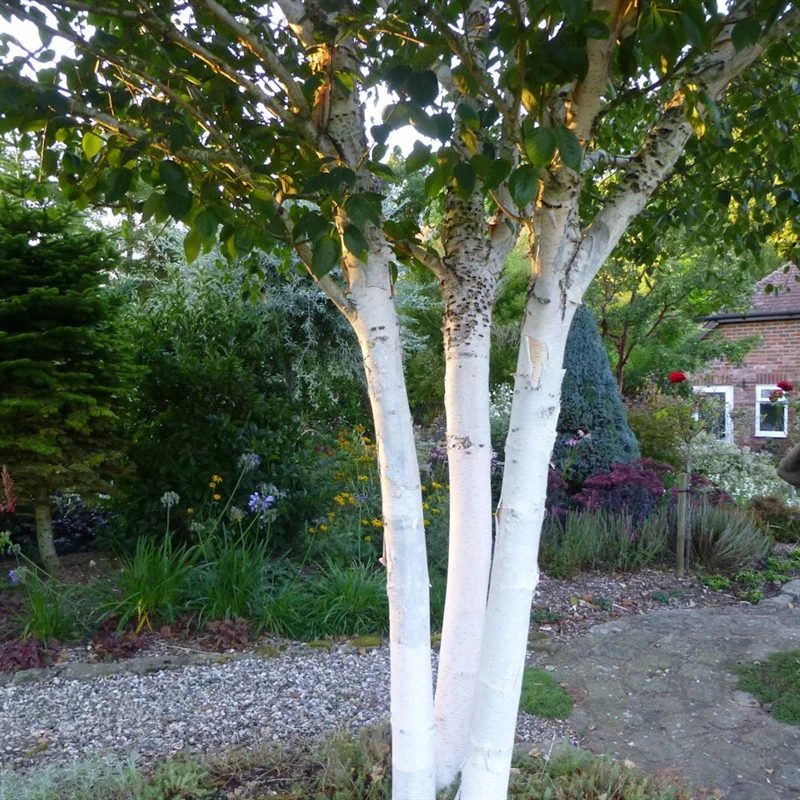 betula-utilis-jacquemontii.jpg