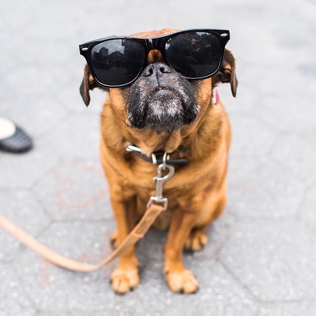 My best friend MAJOR ❤️🐒@themajorbrussels is on 📷@thedogist today! #majordoggiemouse #majorisfamous #brusselsofinstagram