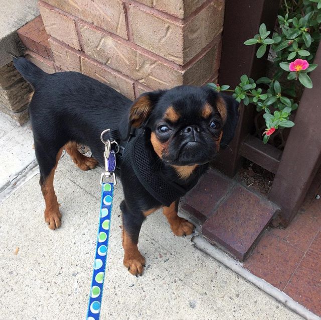 You guysss Major got a kitty kat @a_babka_in_greenpoint #brusselsgriffon #grumpygriffons