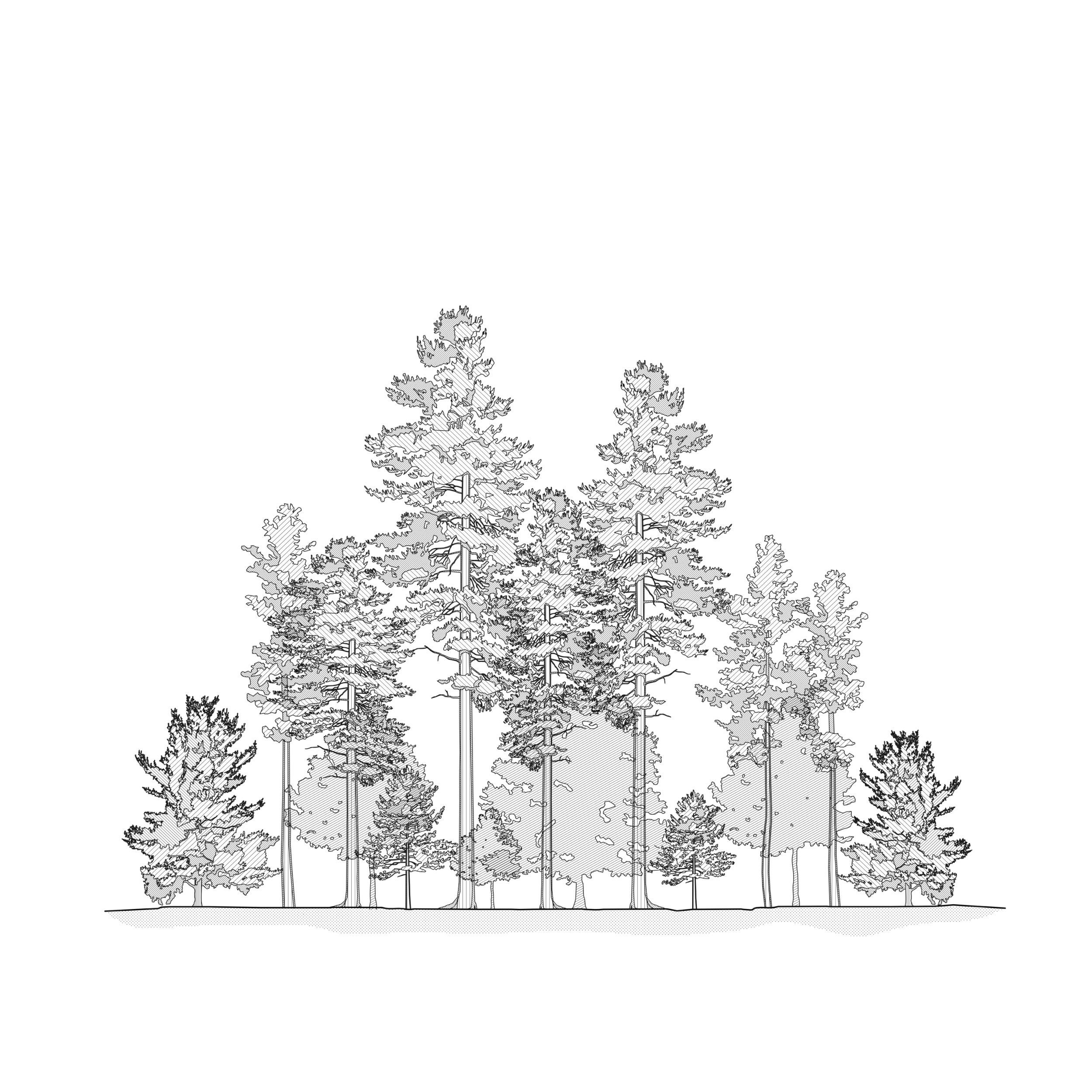 Eastern-white-Pine-loop-Smaller.gif