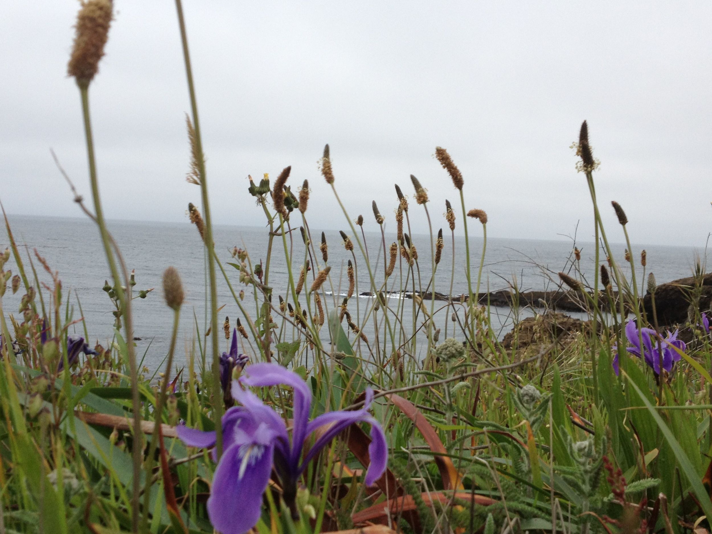 Wandering the bluff in Mendocino, CA you can count on the usually diffused grey days which, like the desert, makes the colors of these wild Irises pop.