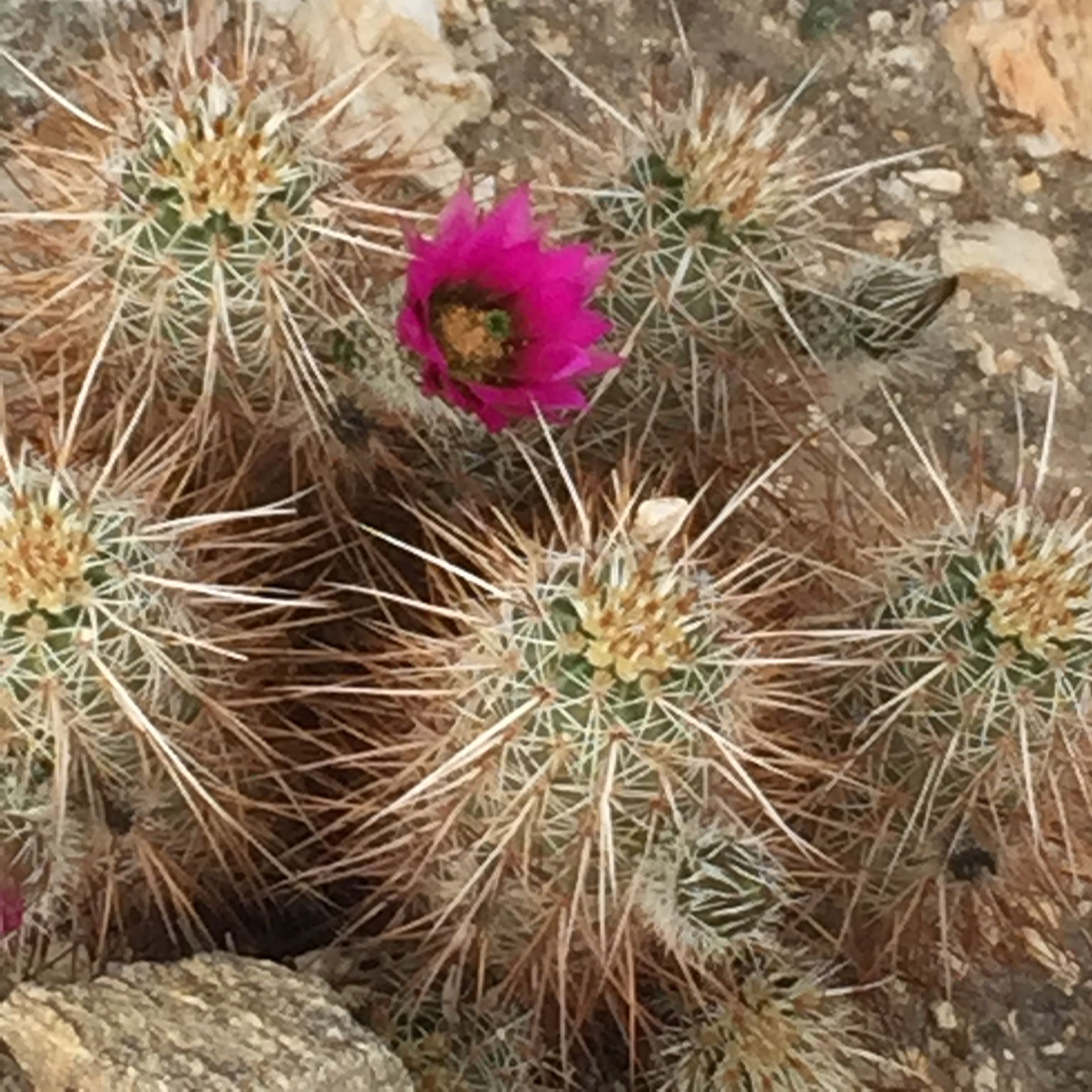Flowering Barrel Cactus...colors are so bright against the dry dusty land, as if in technicolor!