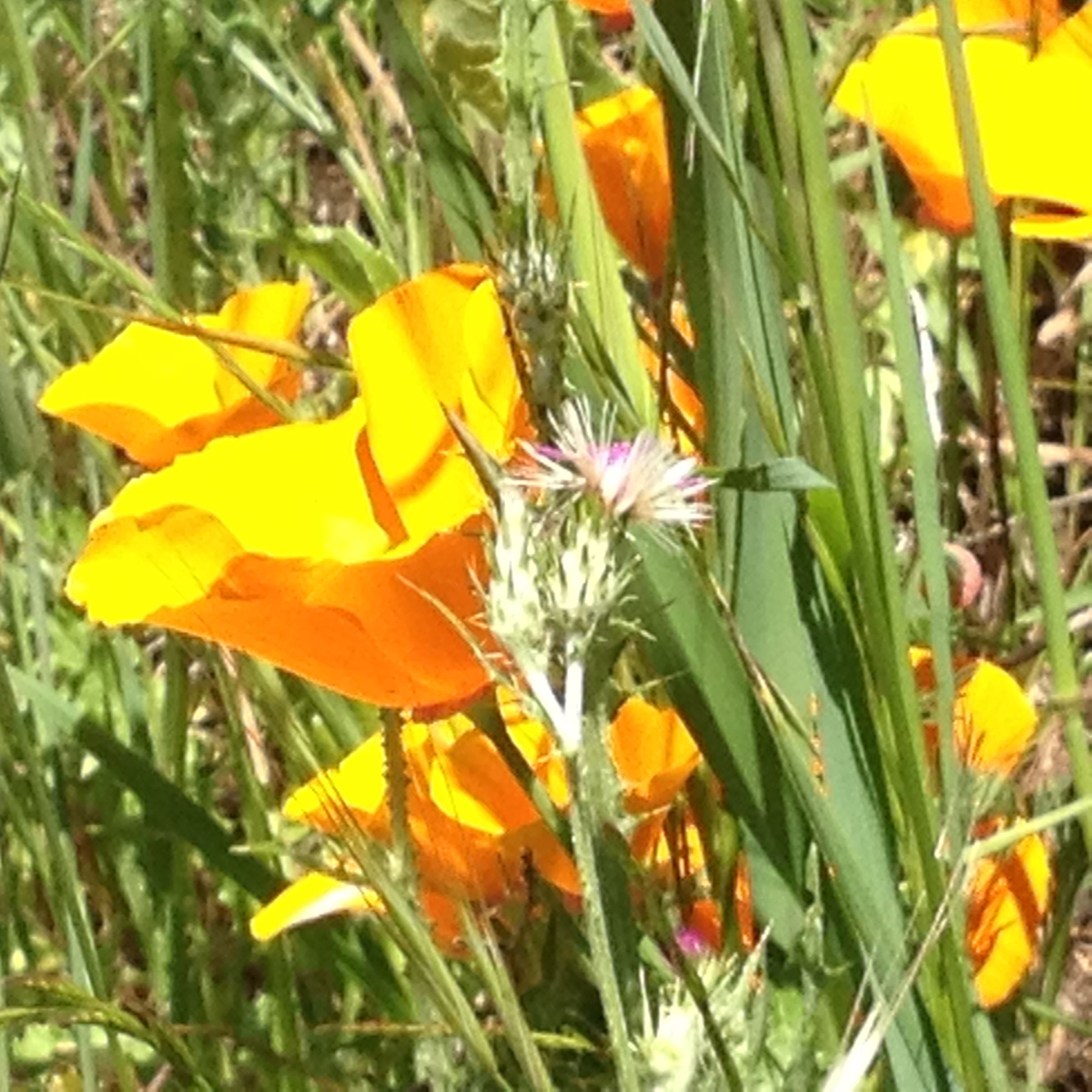 California Poppies, the state flower, usually bloom after the rains...somehow, they've bloomed this year after enough fog. They are the quintessential California sunshine color...evoking the brightness of the sun and the colors of california that have been expressed in landscapes for decades.