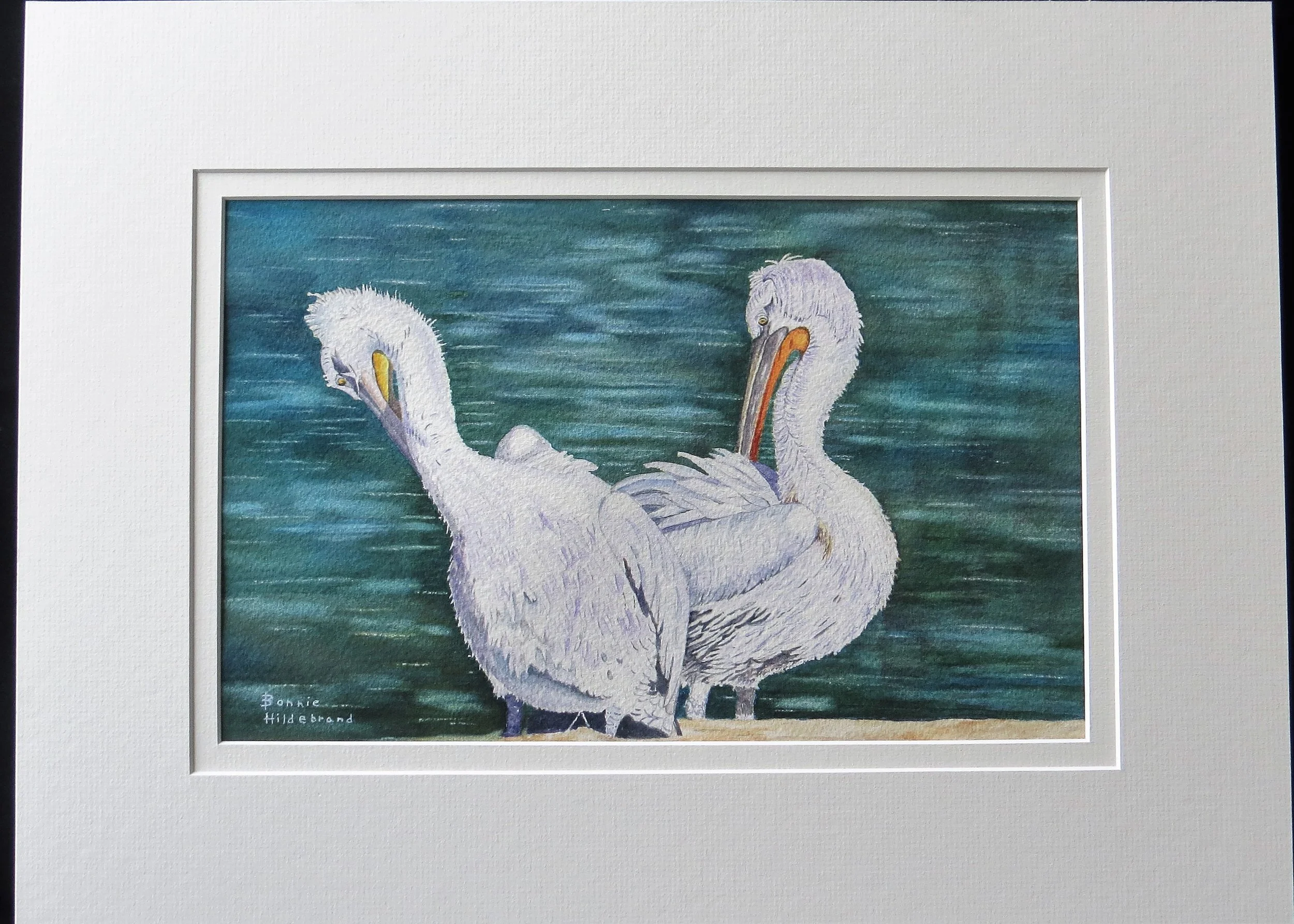 Dalmatian Pelicans