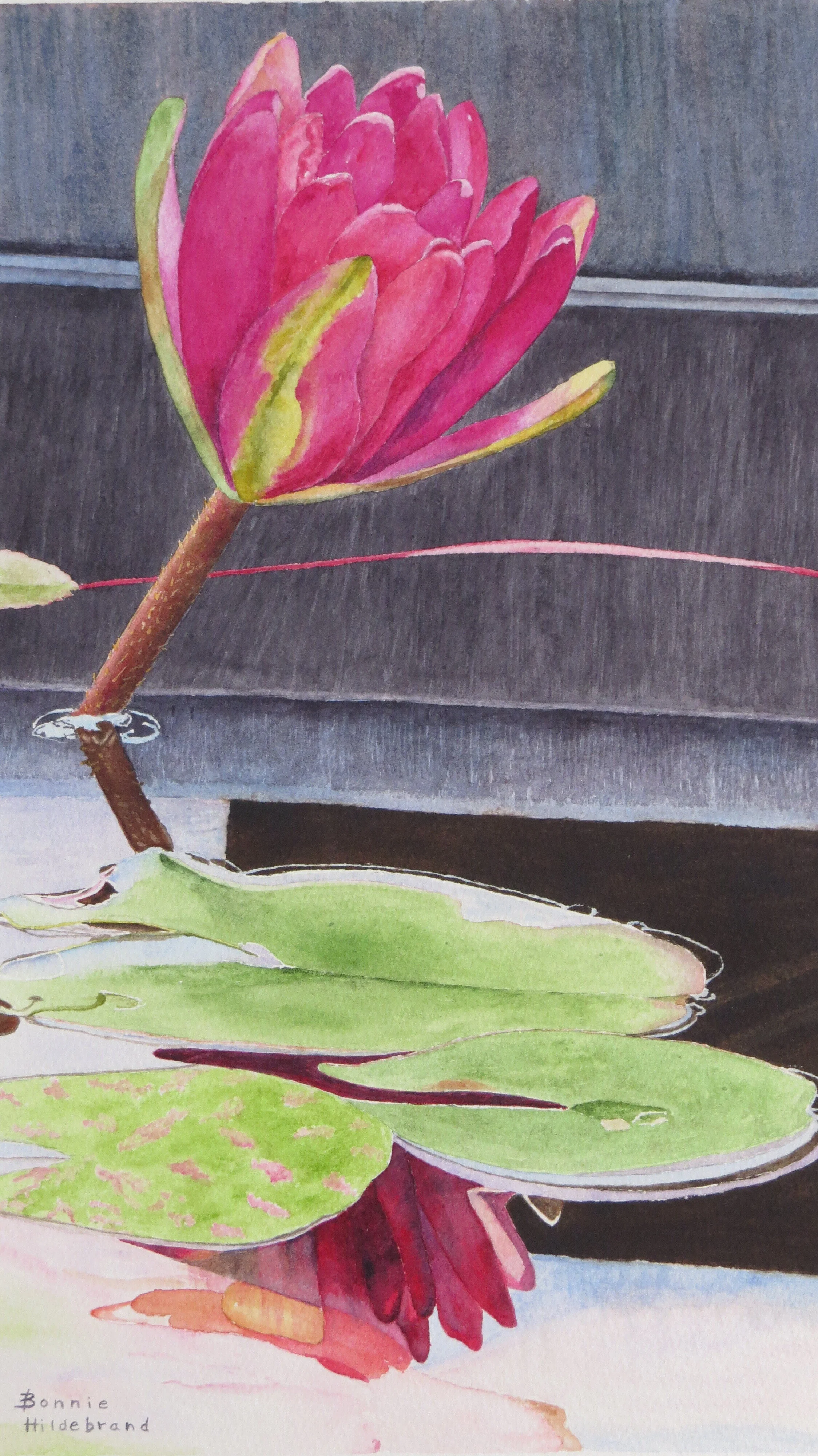 Water Lily in a Tub