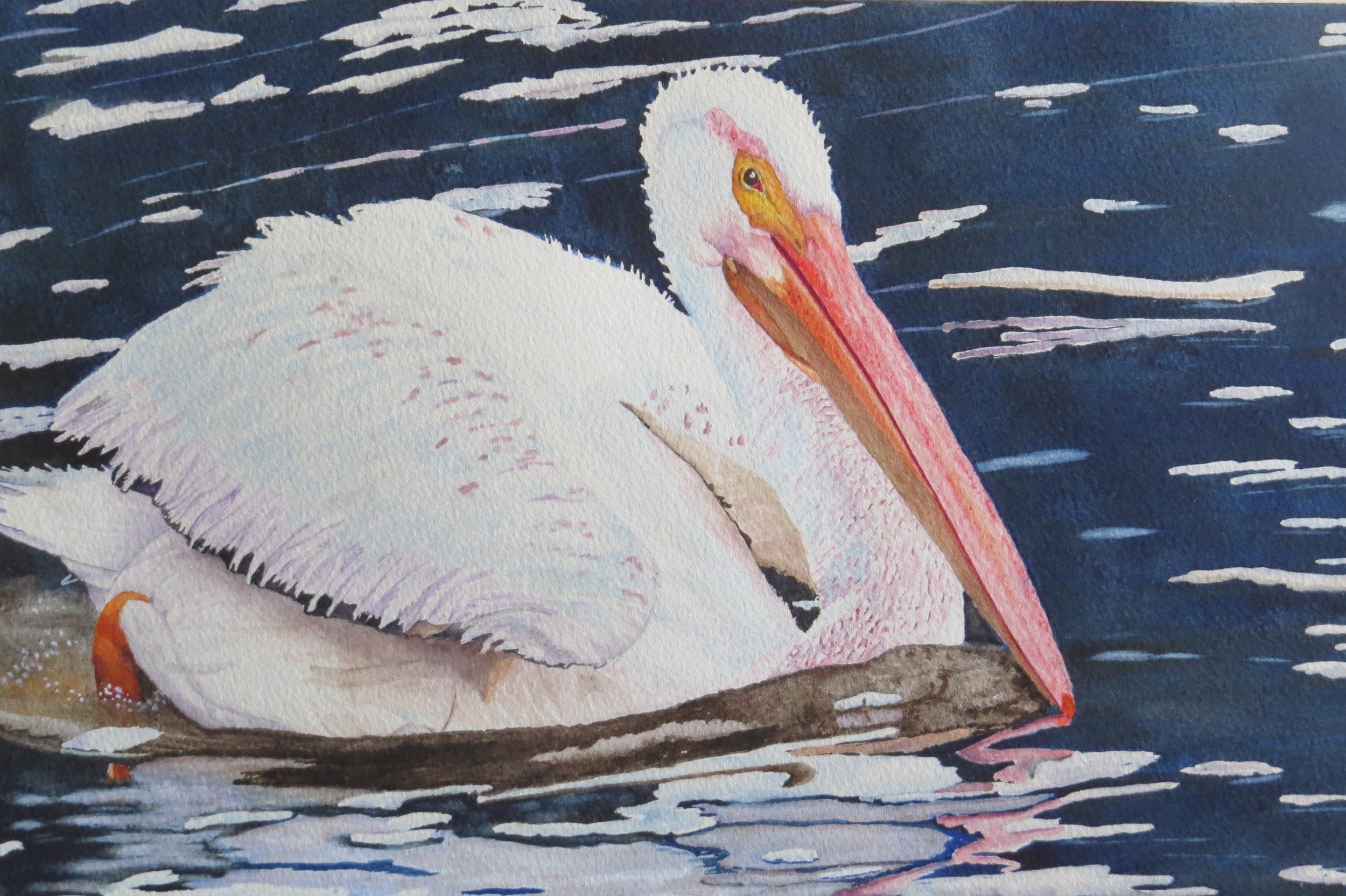 Pelican - fishing