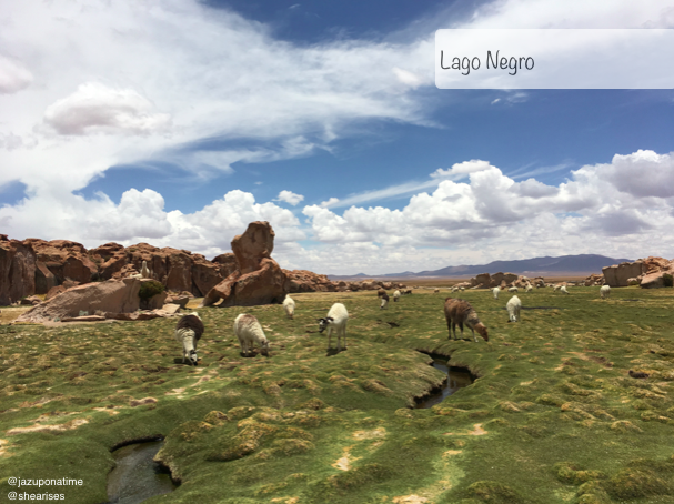 Bolivia is known to home thousands of llamas, alpacas and vicigunas. This location is untouched land filled with wild and domestic llamas. Lago Negro is one if the new stops for tourist on the Salar de Uyuni tour of Oruro. 