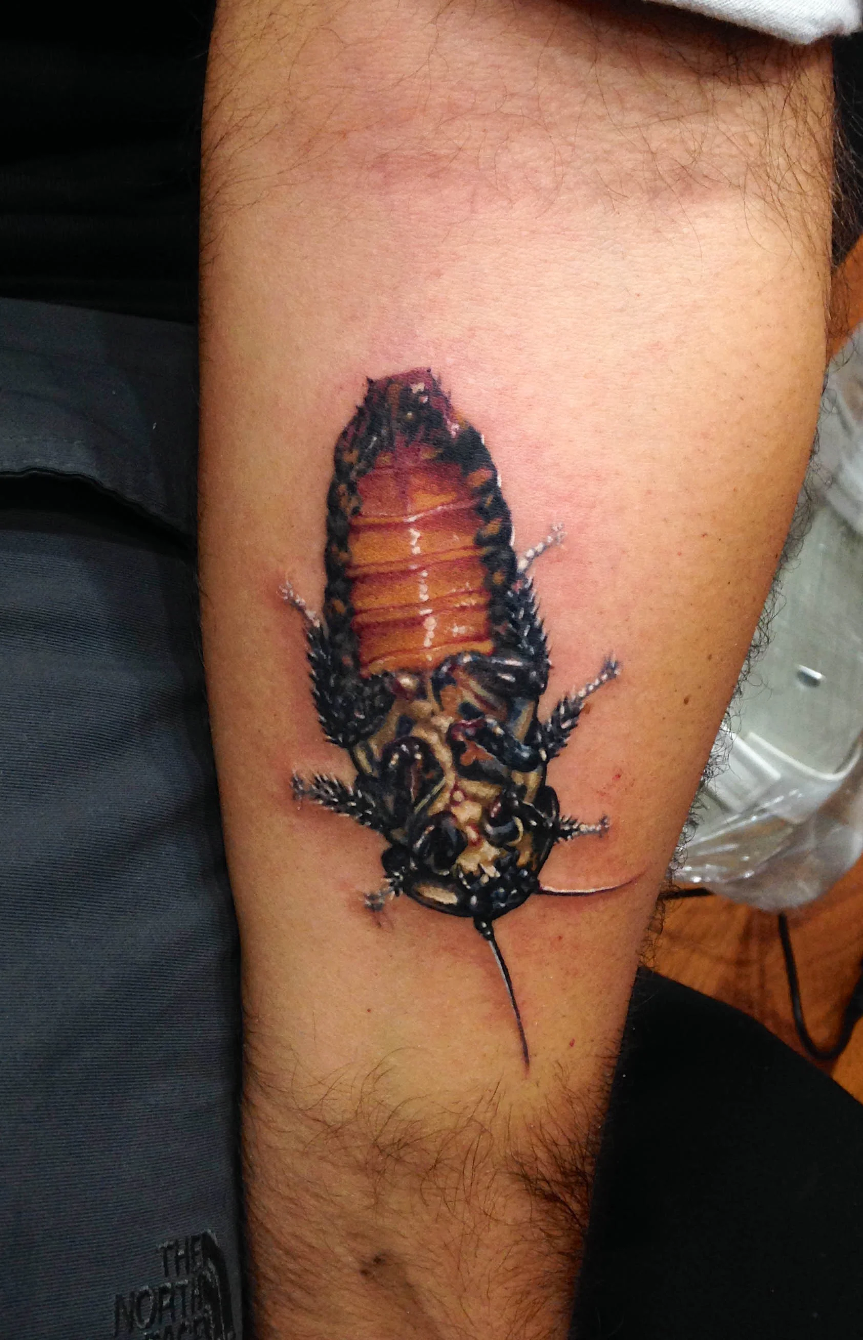 madagascar cockroach plast1.jpg