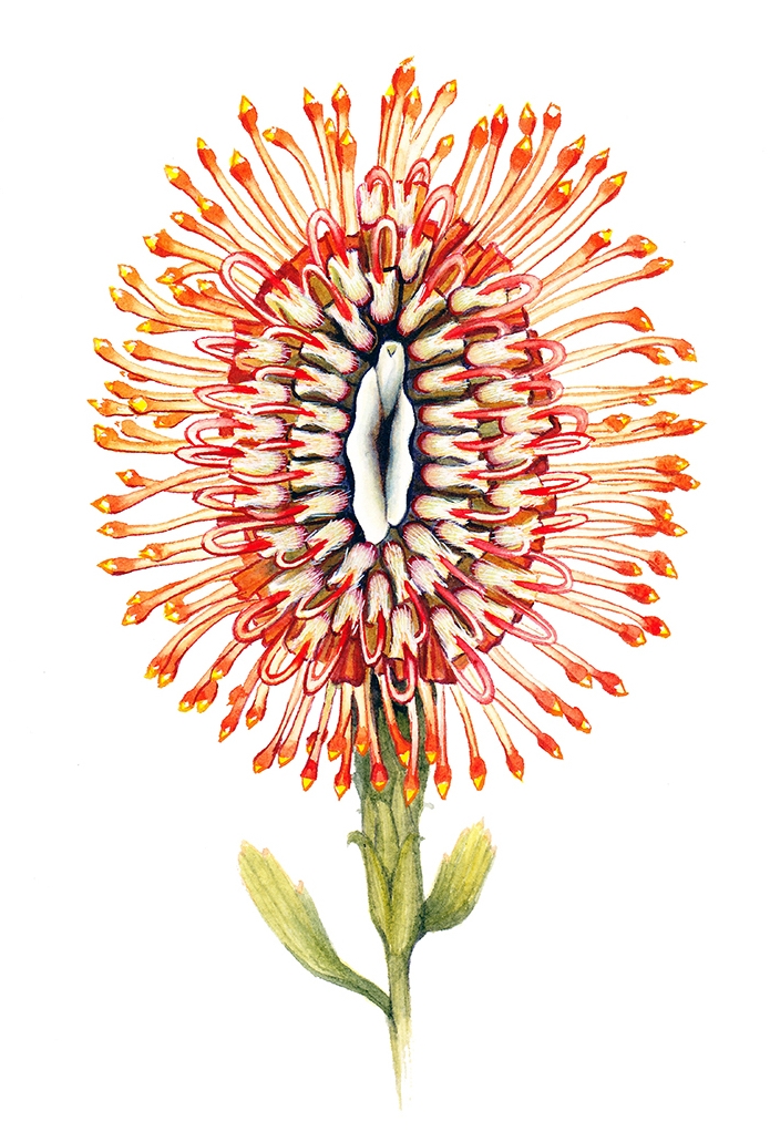 "Needle Flame" Pussyflower, watercolor on paper 2017