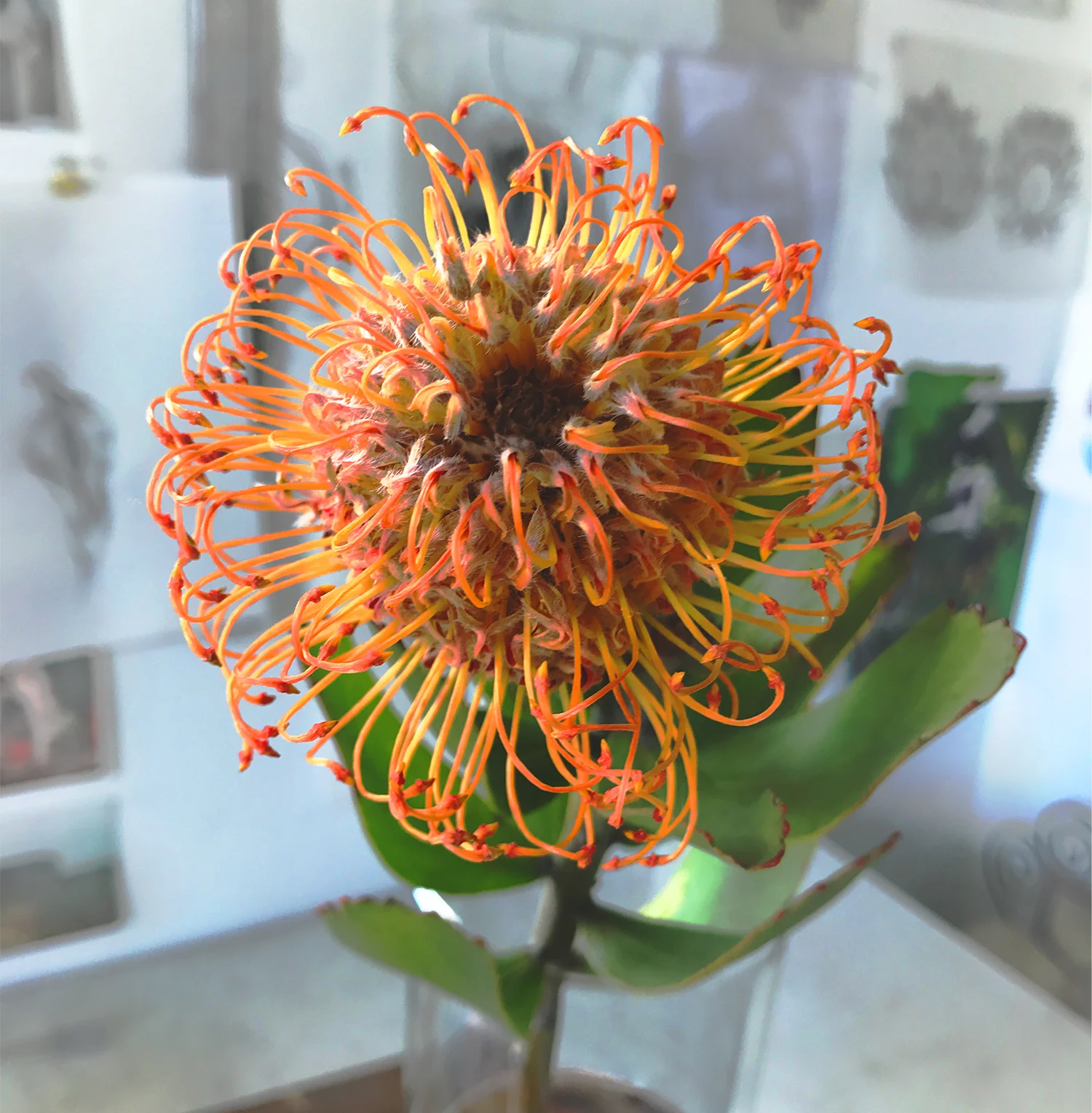 Happy Protea blossom in the studio