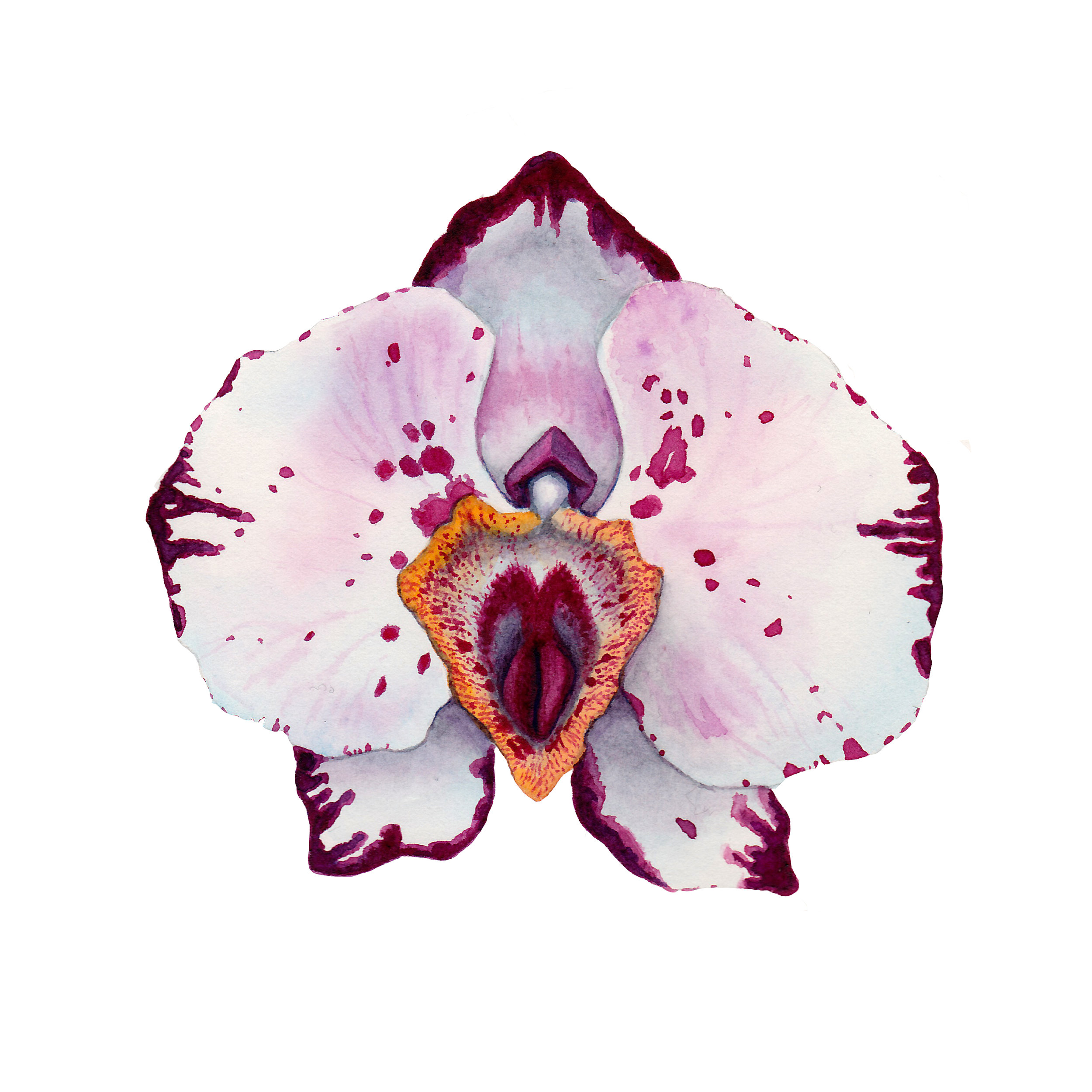 instagramorchidpussyflower.jpg
