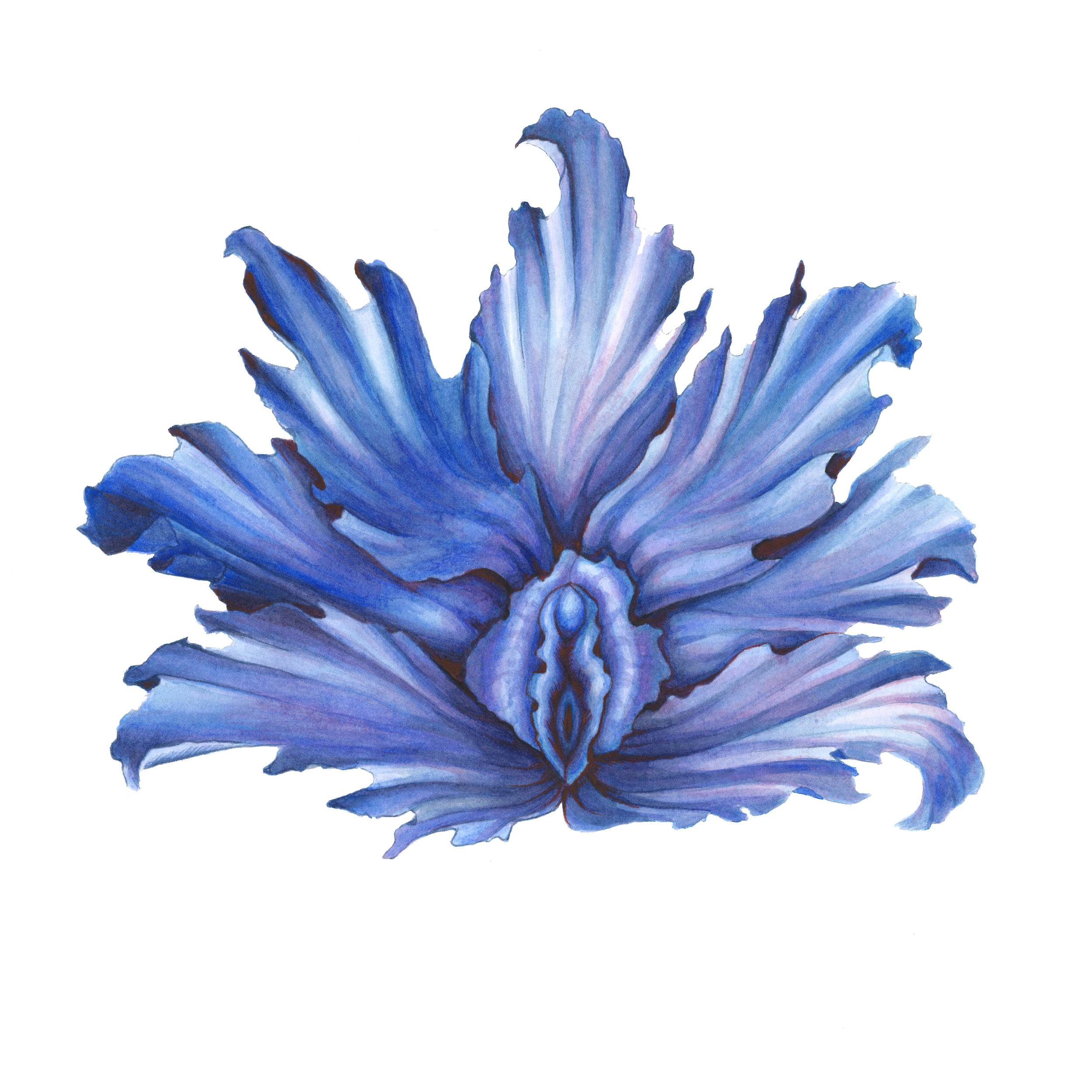 bluepussyflowersquare.jpg