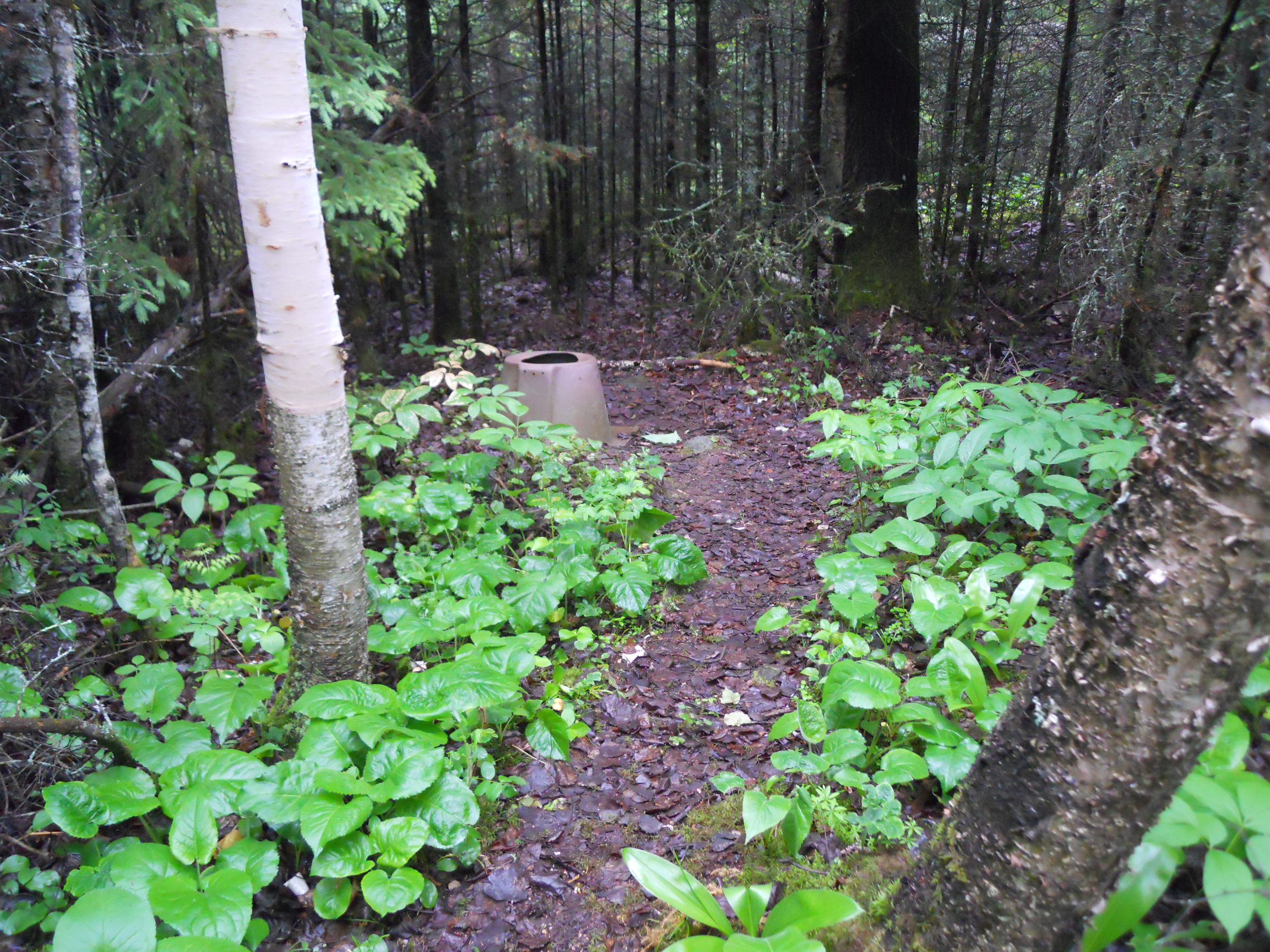 If I had to estimate, the "slammers" were about 100 yards from camp. See those heart shaped leaves?? Natures TP. ;)