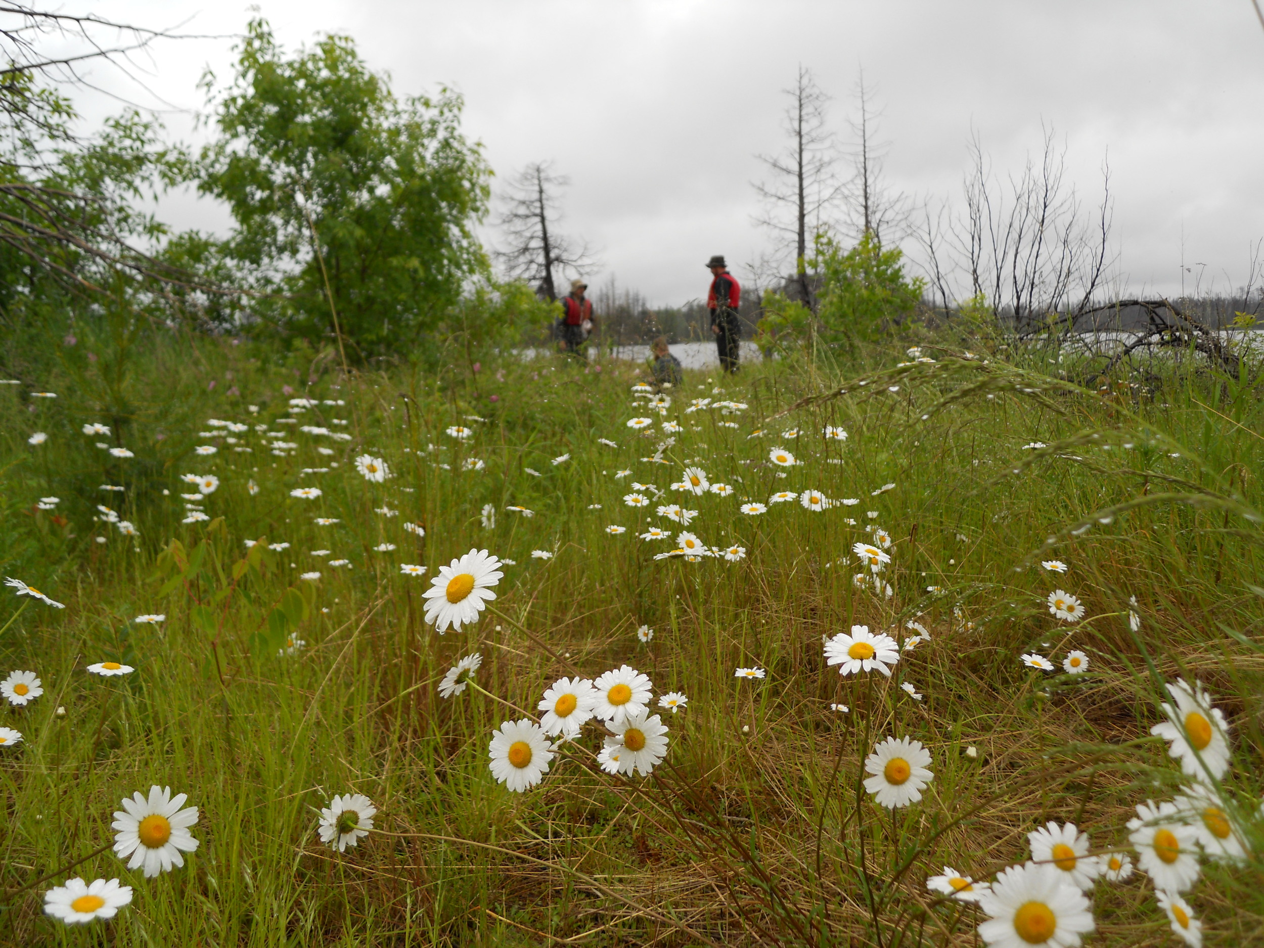 More than daisies in this field, are the wild strawberries that we stopped and enjoyed thoroughly. 