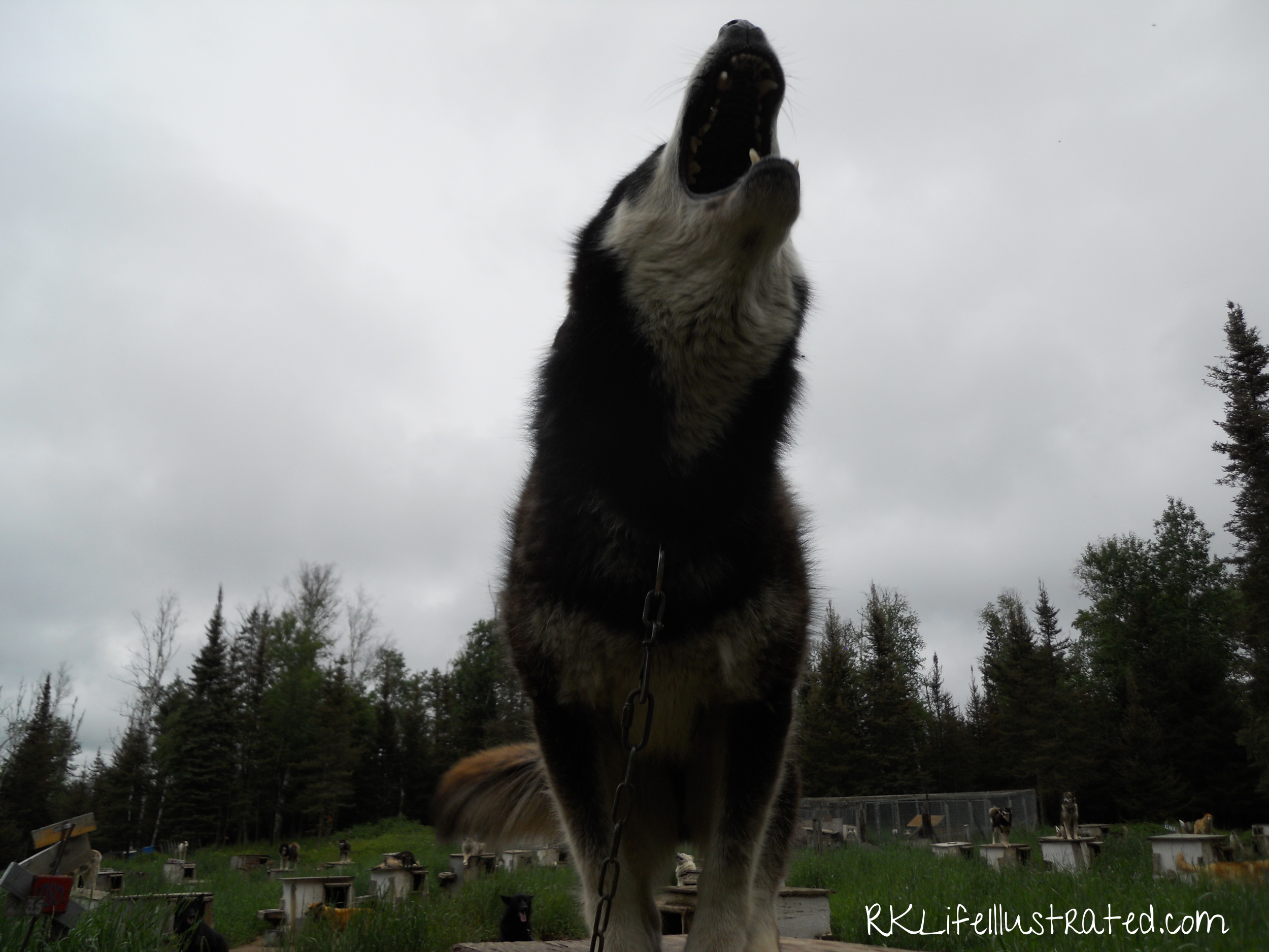 How fitting to be the last picture my camera took before it died, I Love a good howl.
