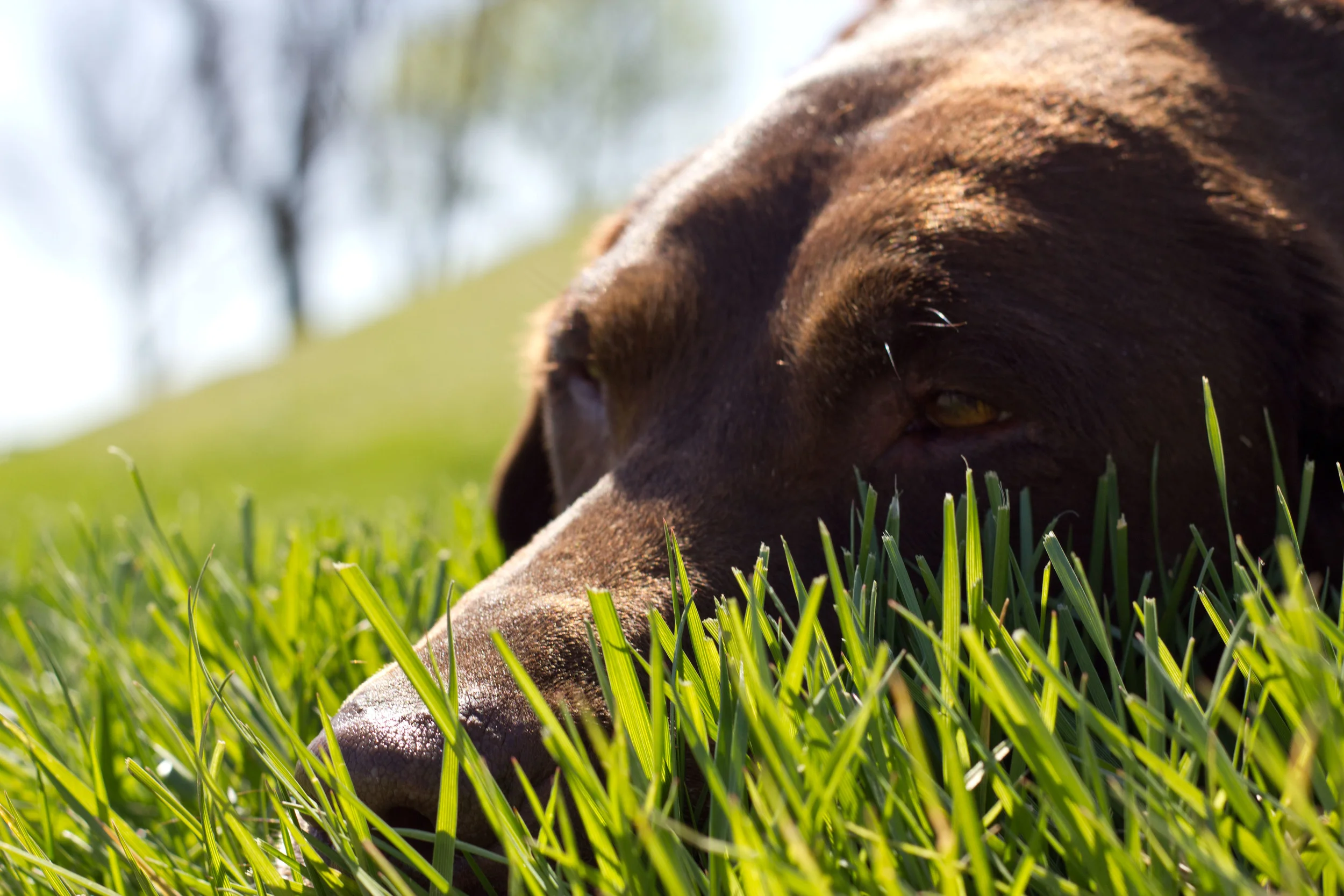 BellaGrass.jpg