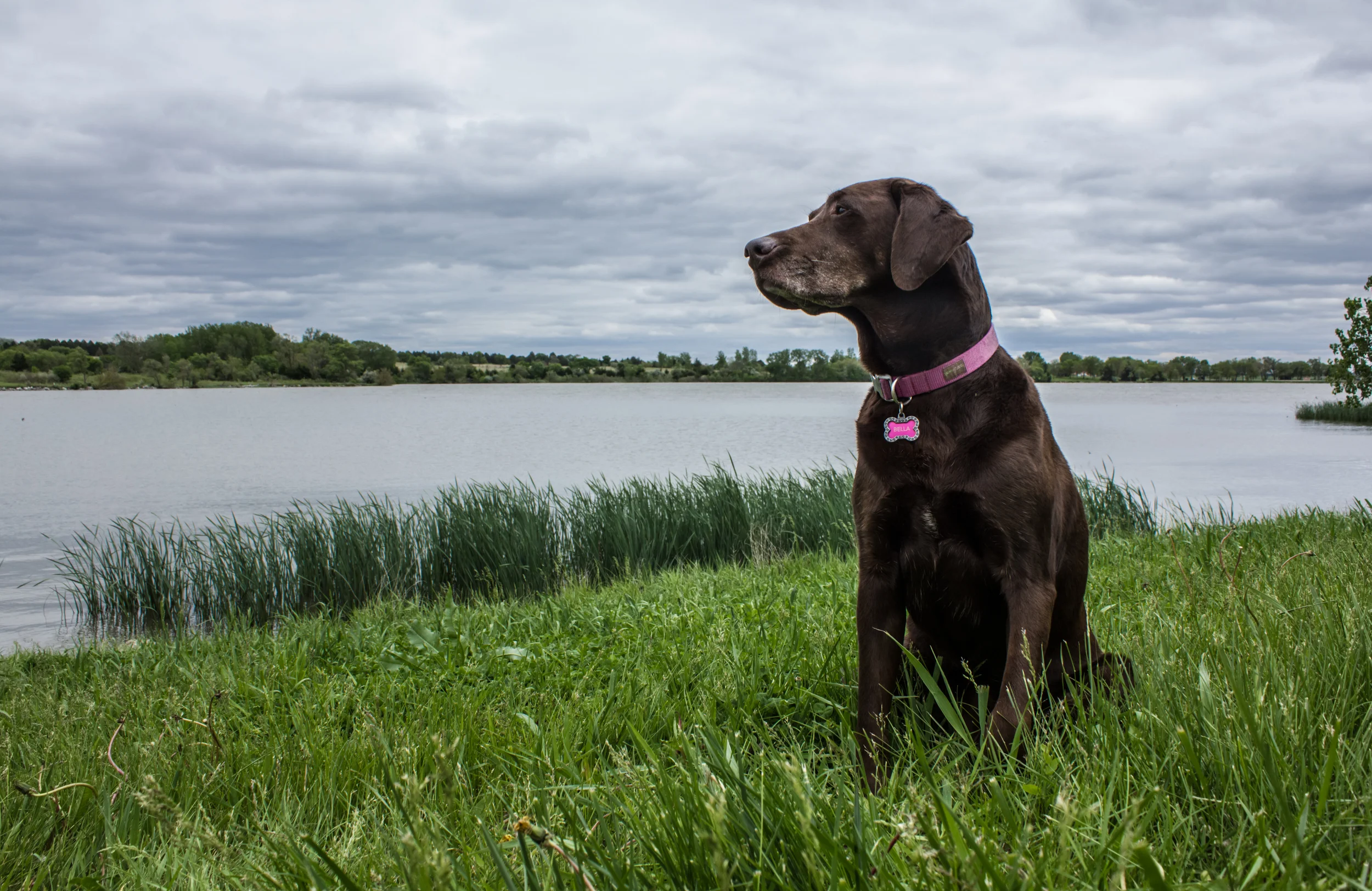 BellaGirl4Legs.jpg