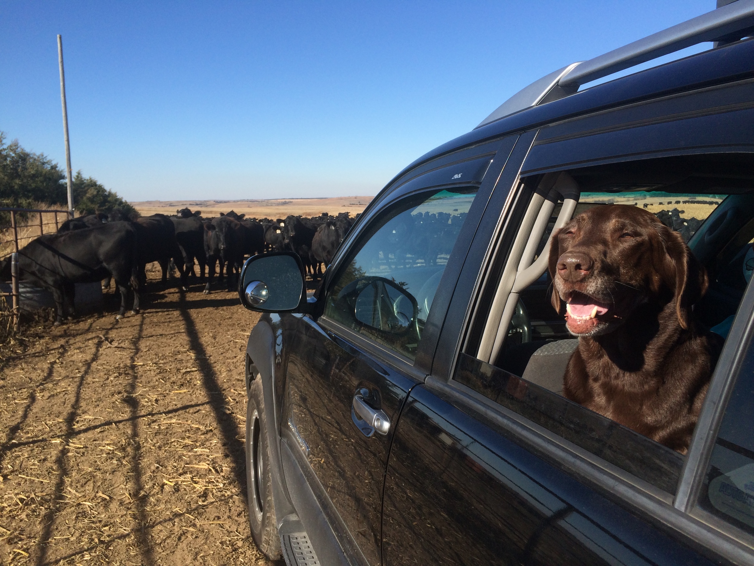 Bella Girl is mocking the silly giant mooing kitties. "Look at me...I'm a Cow...deeeehrrp!"