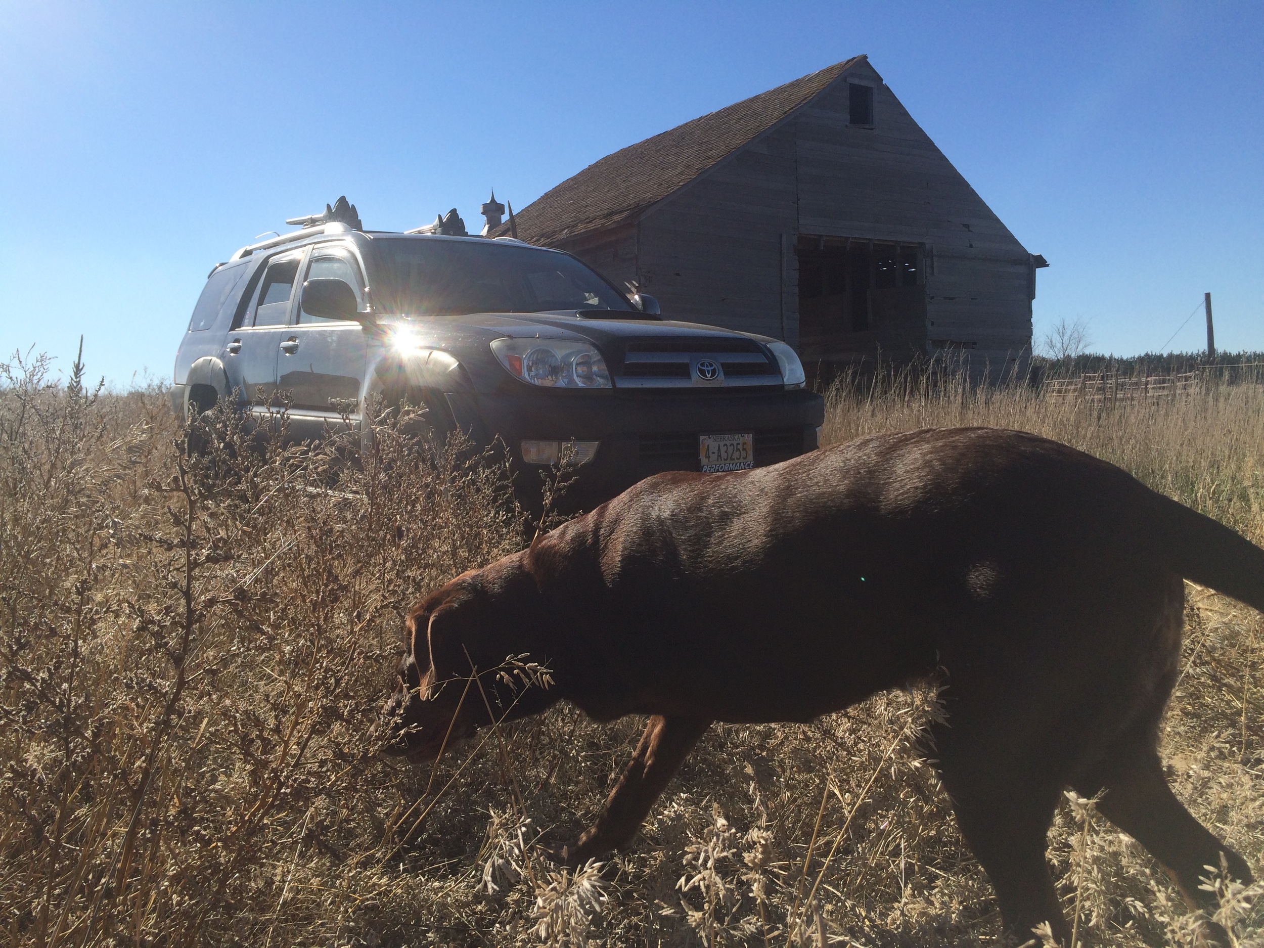 "Hmmm....I'm sure I can smell an old barn around here somewhere..."