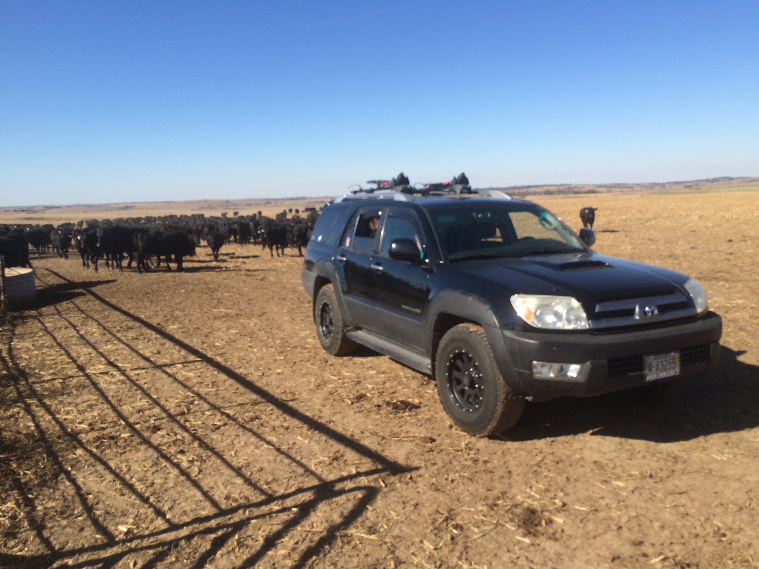 "Bye Cows!"