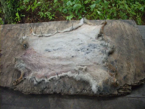 Rabbit skin.jpg