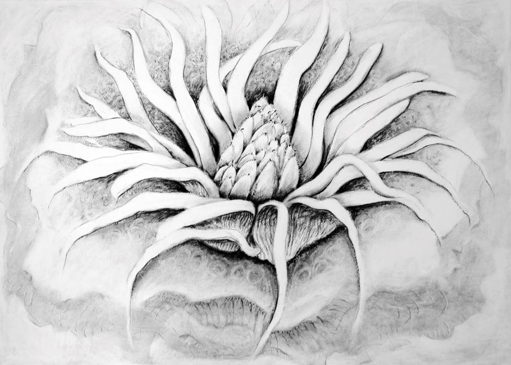Magniolacae