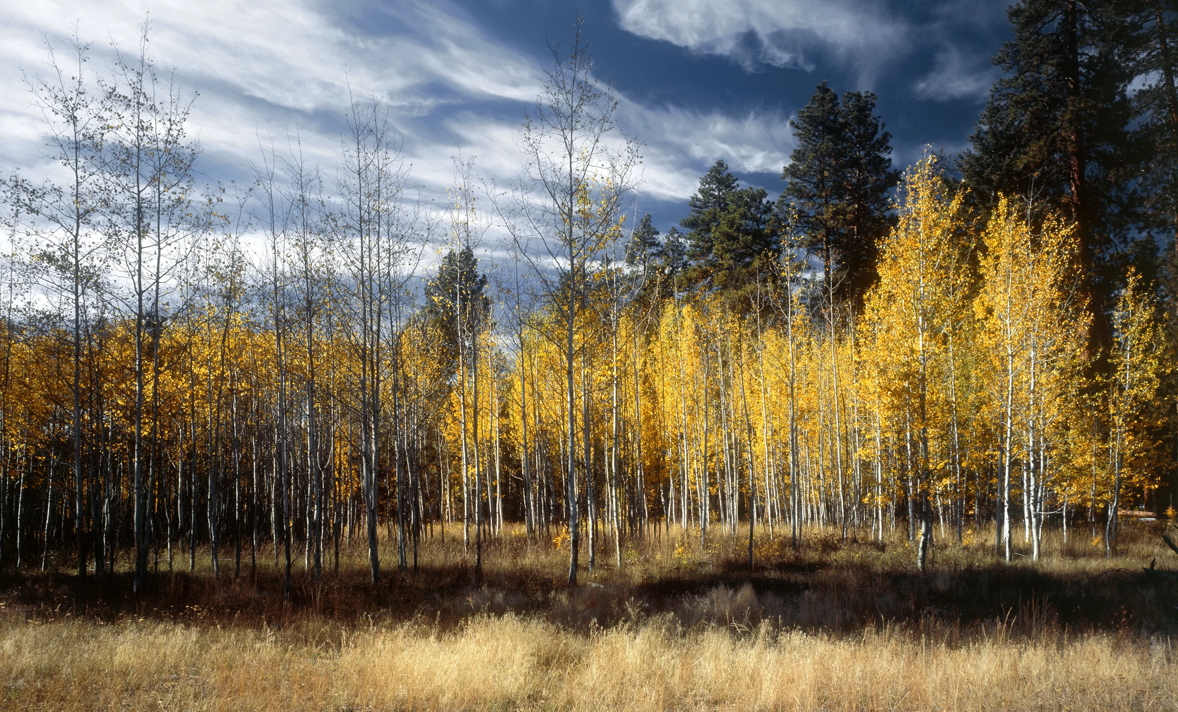 AspenMeadow.jpg