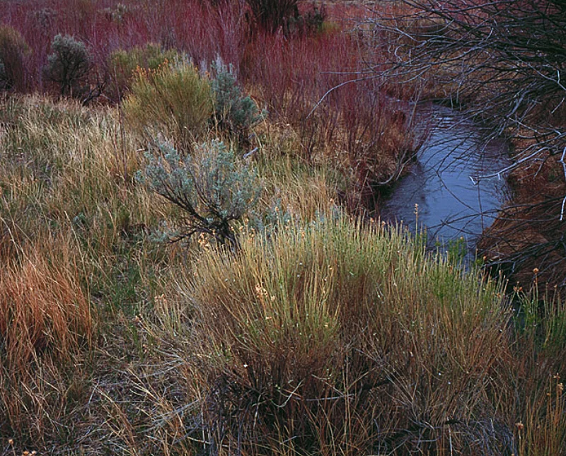 Dorband-4.jpg