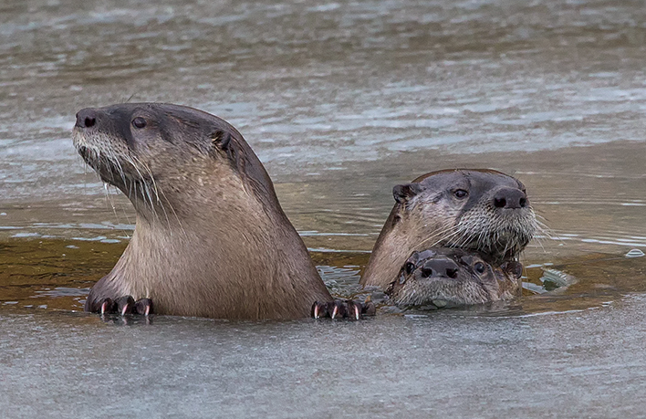 doug-beal-otters.png