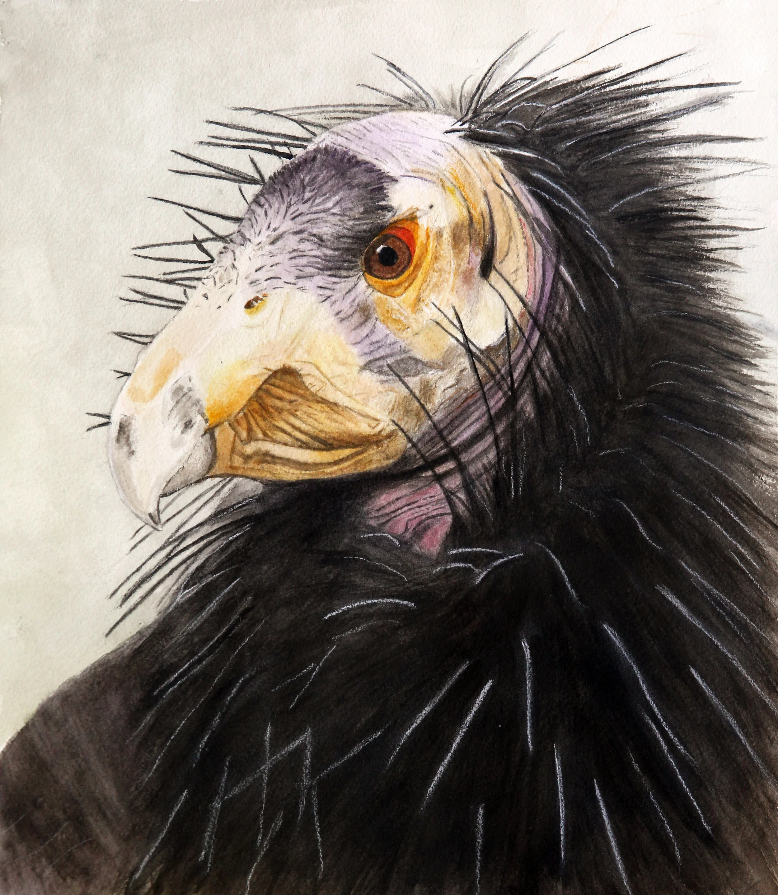 Sir Condor Print.jpg