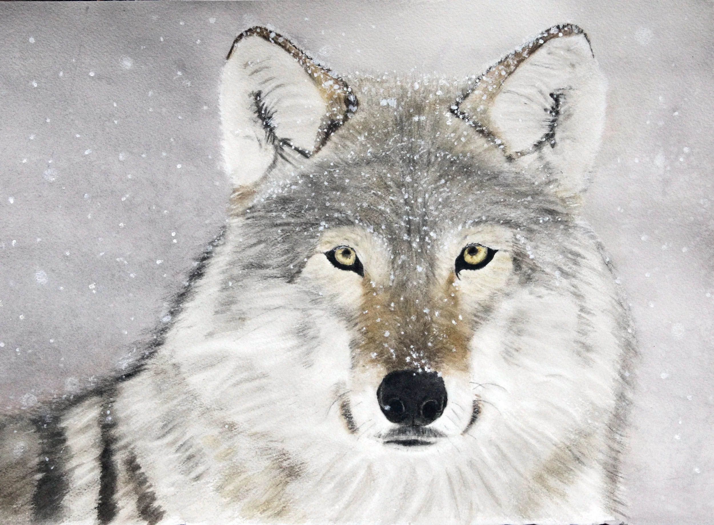 almost untouched wolf.jpg