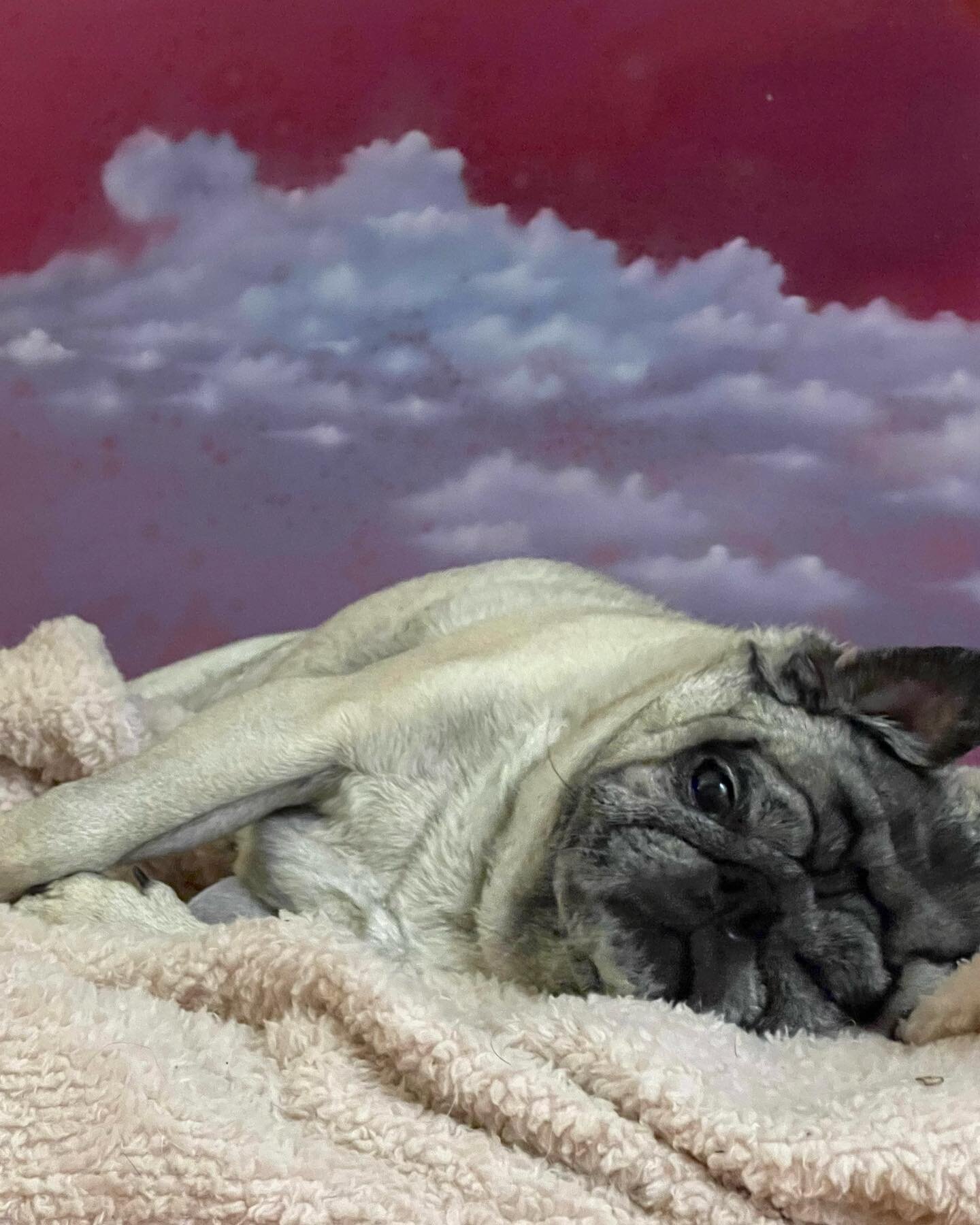 Sleeping on the clouds

#oilpainting #clouds #pug