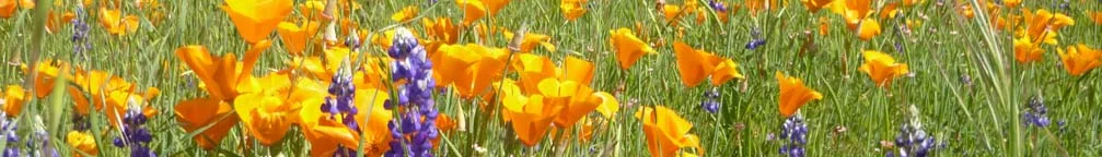 Field of wildflowers on Everett Butts’ Mount Pleasant property in Lincoln; photo by Ron Wirgart