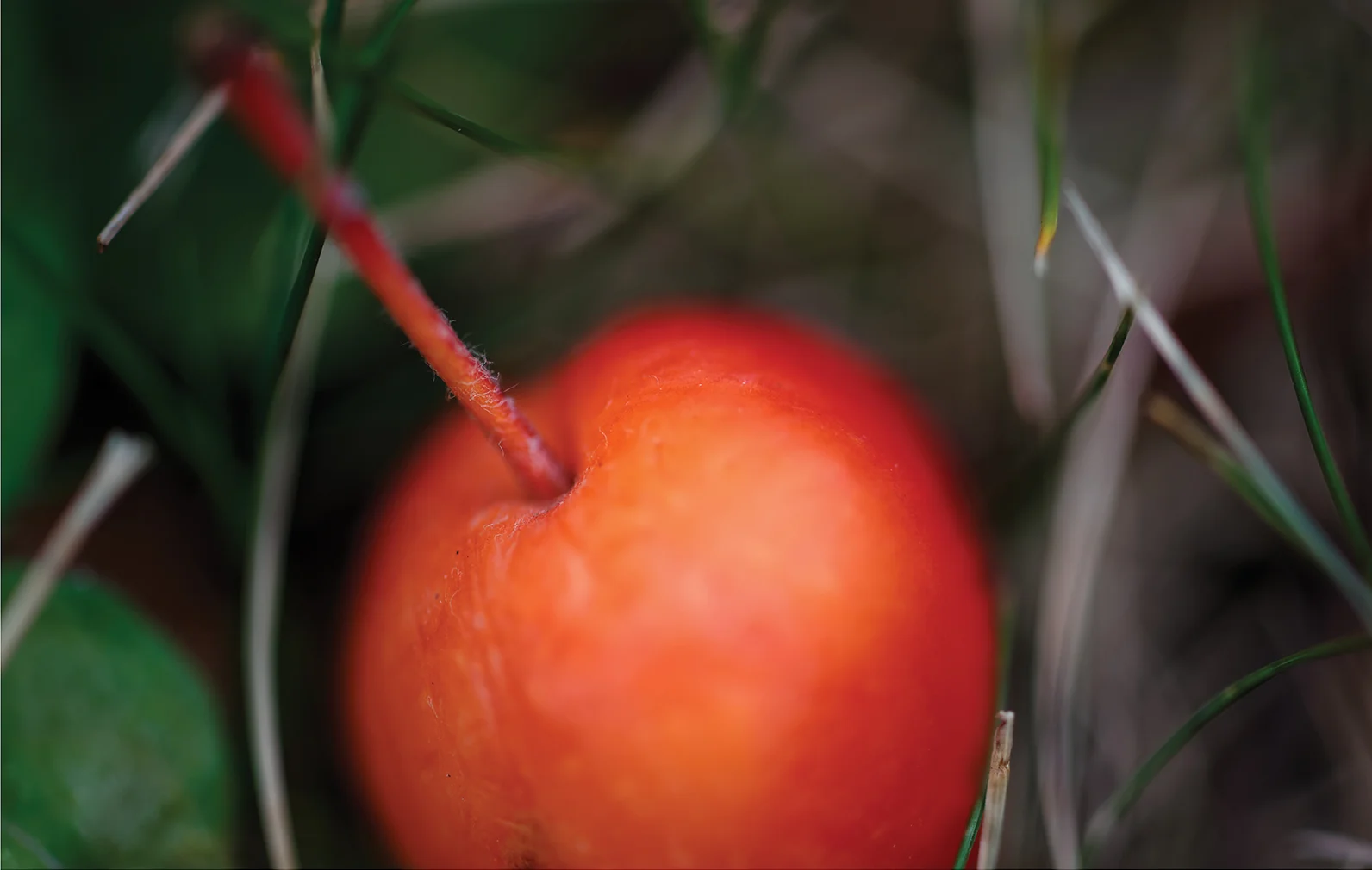 POMMETTE AU CHAMP • format 25" x 16" &nbsp;350$