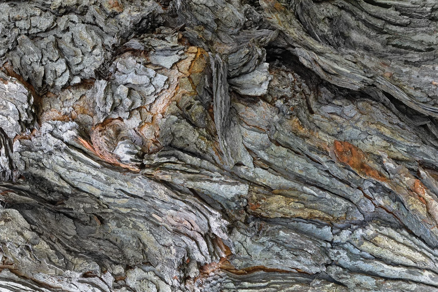 L'ÉRABLE DE LA RUE CLINTON • format 24" x 16" &nbsp;350$