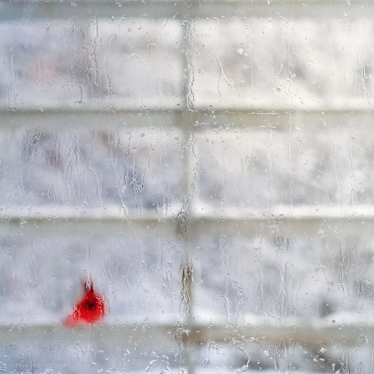 LE CARDINAL EN DÉCEMBRE