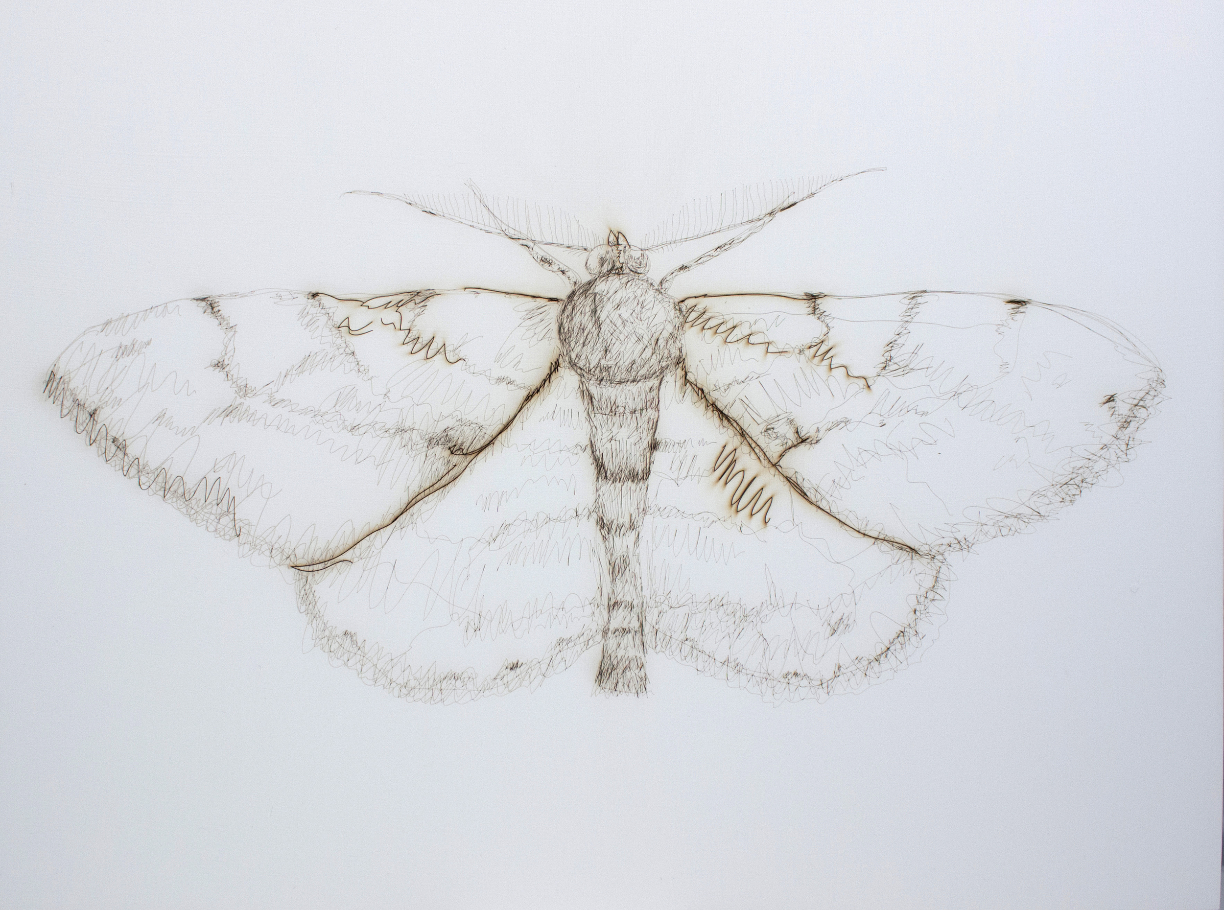 Moth specimen