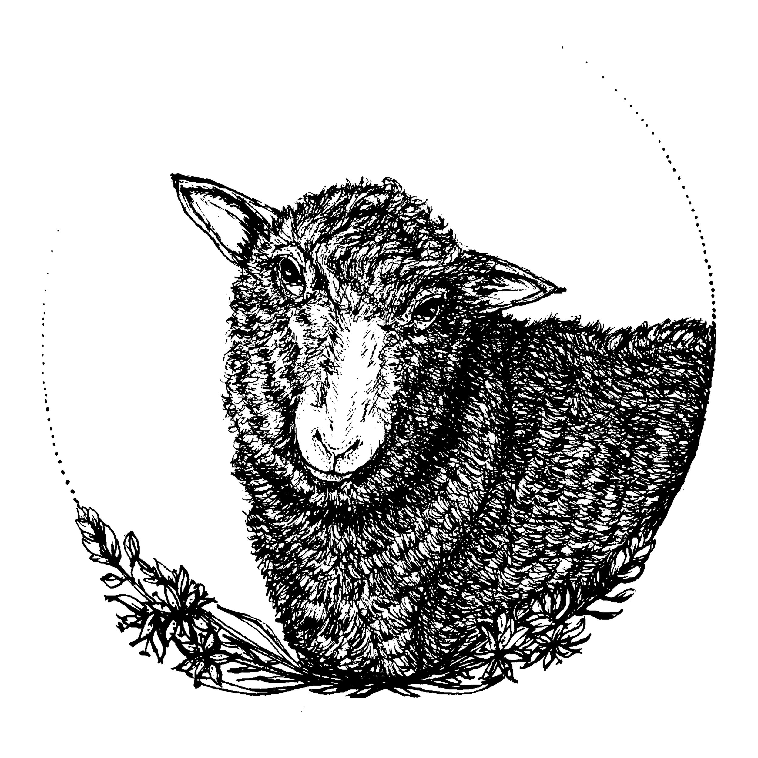 Polypay Sheep and Camas Flower