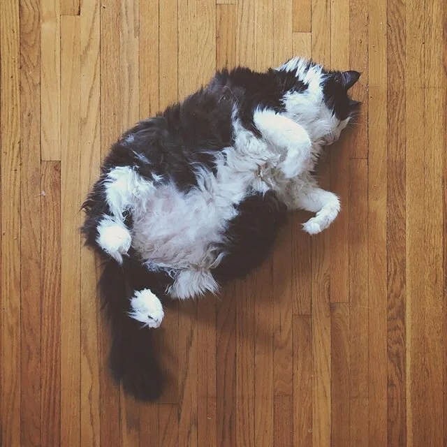 We should all self isolate as well as Mr. Henry 
#catquarantine #unphased #letitallhangout #mainecoon #fatcat #cat #catsofinstagram