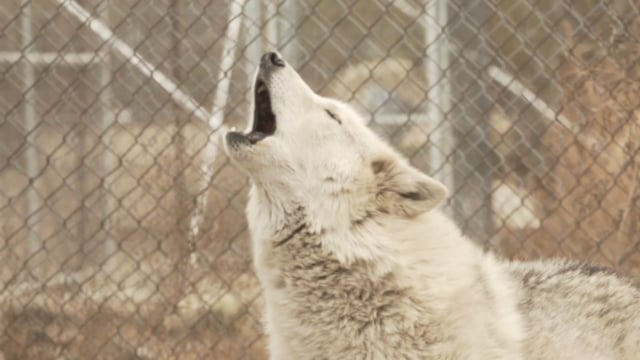 Discover LA / Wolf Connection