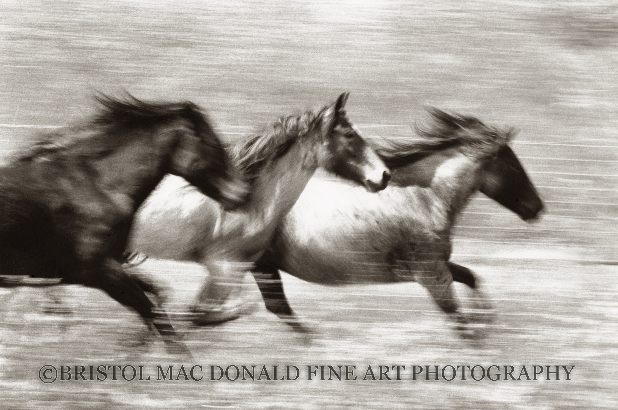 Mustangs in Flight