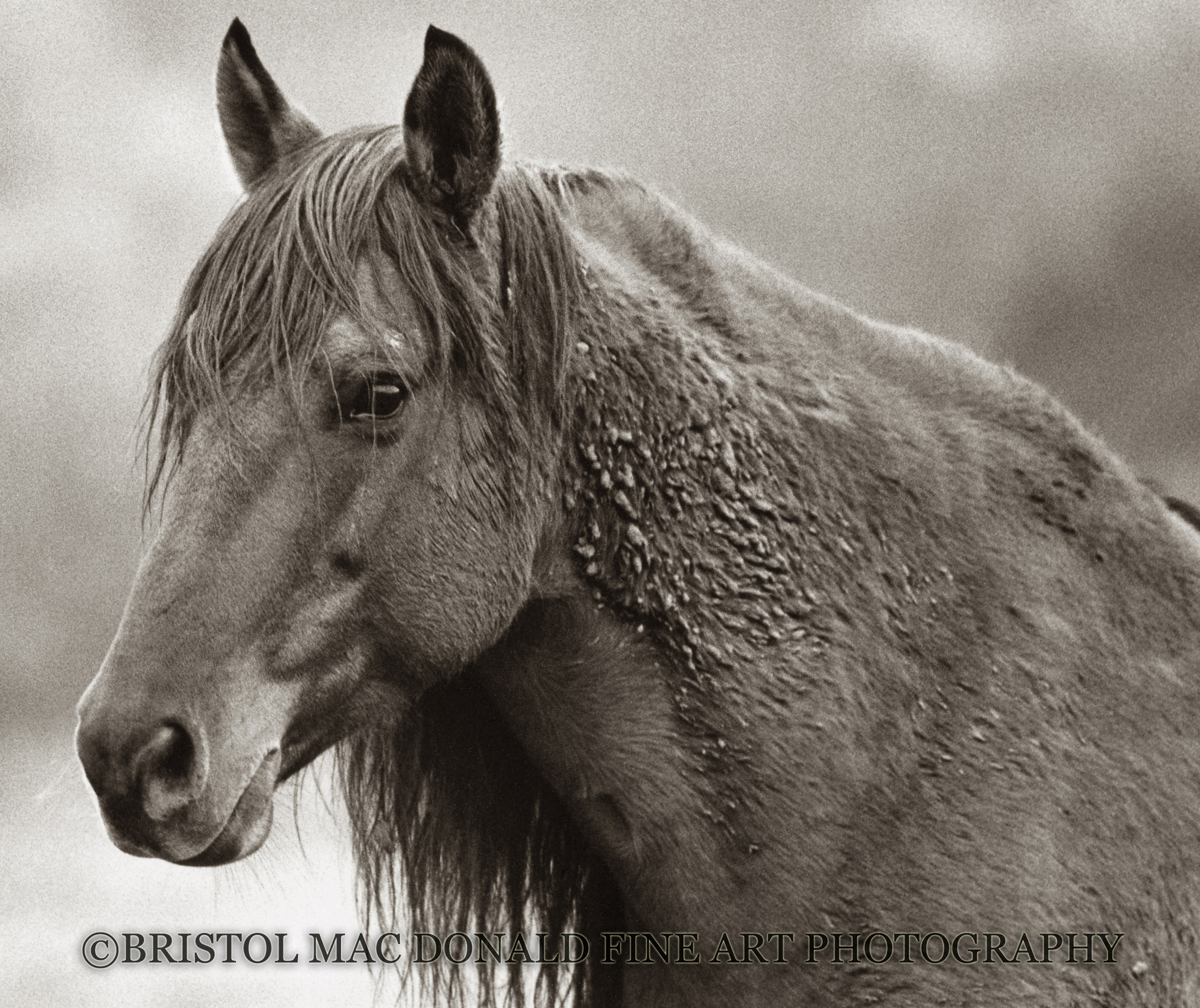 Stallion in Winter