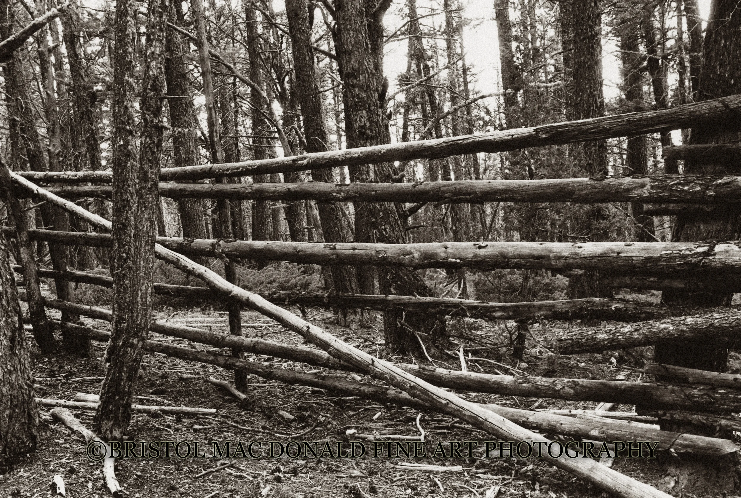 The Corral