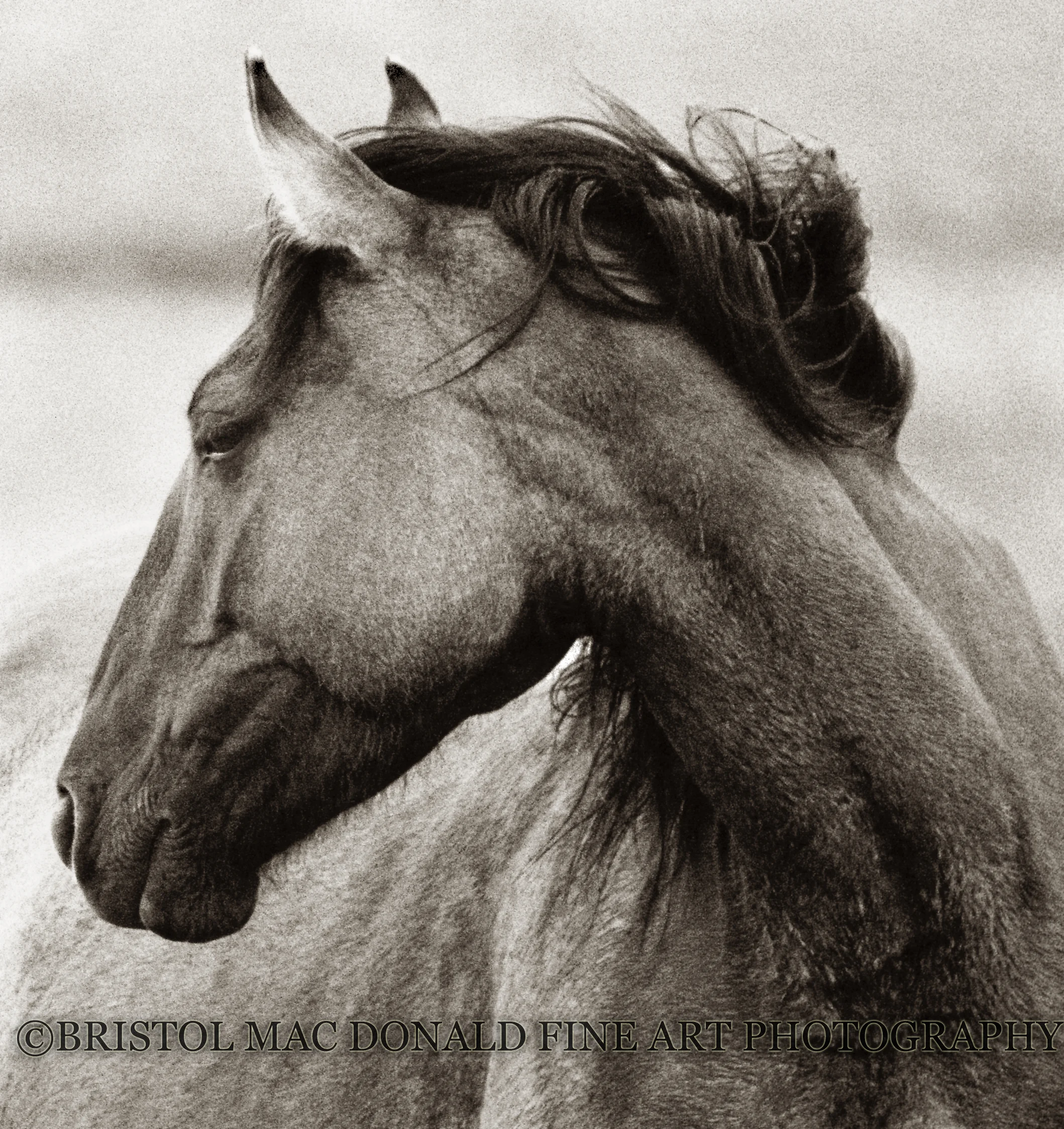 Gentle Soul
