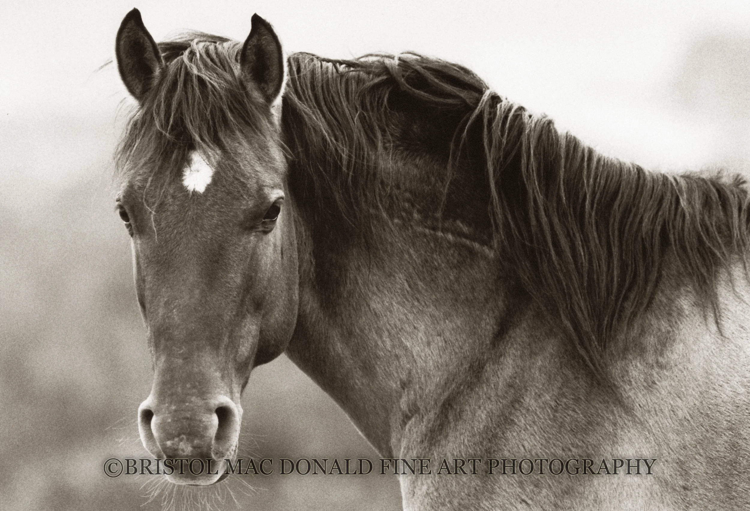 Bear - Sulphur Springs Stallion