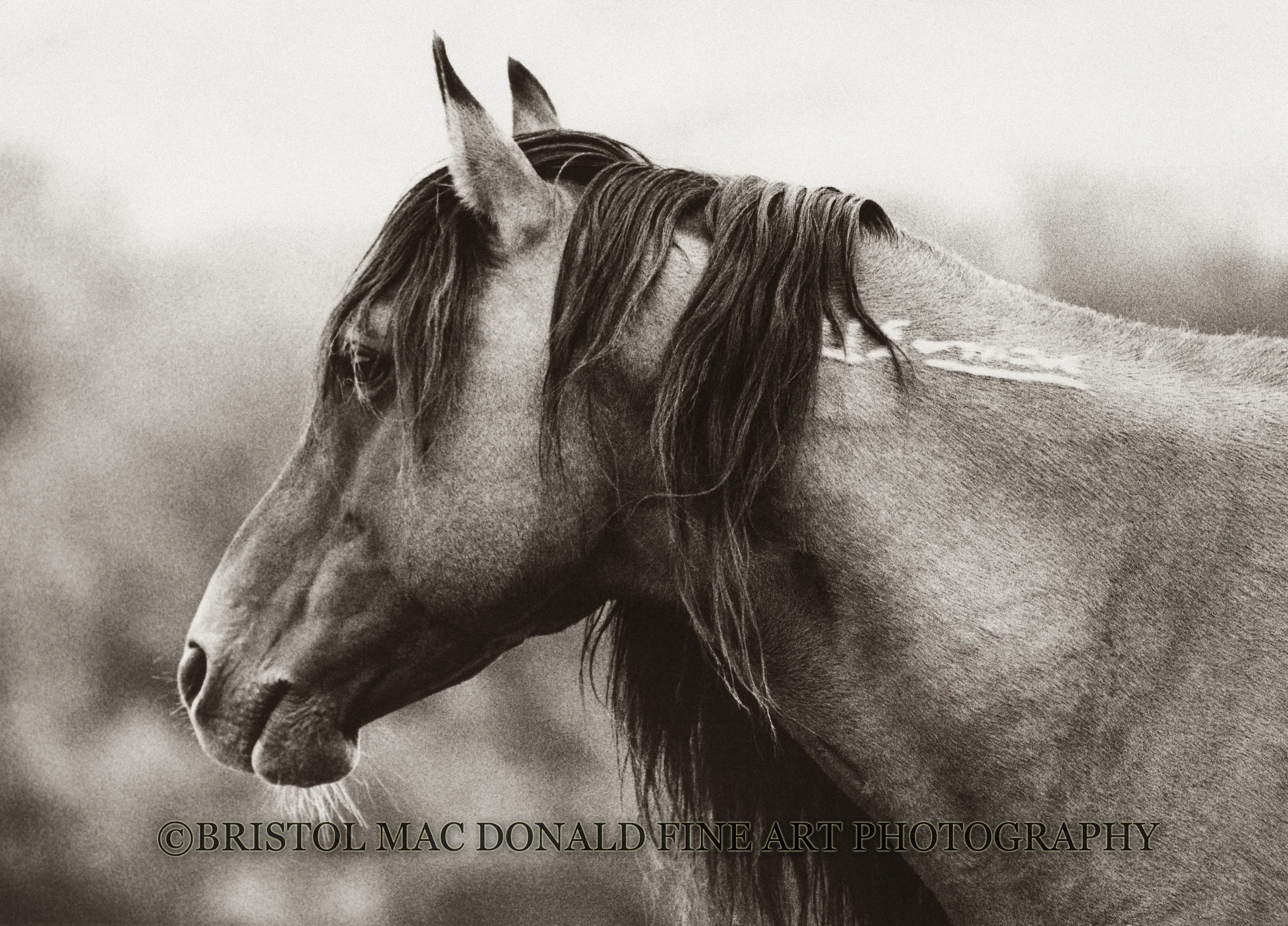 Soul of a Stallion