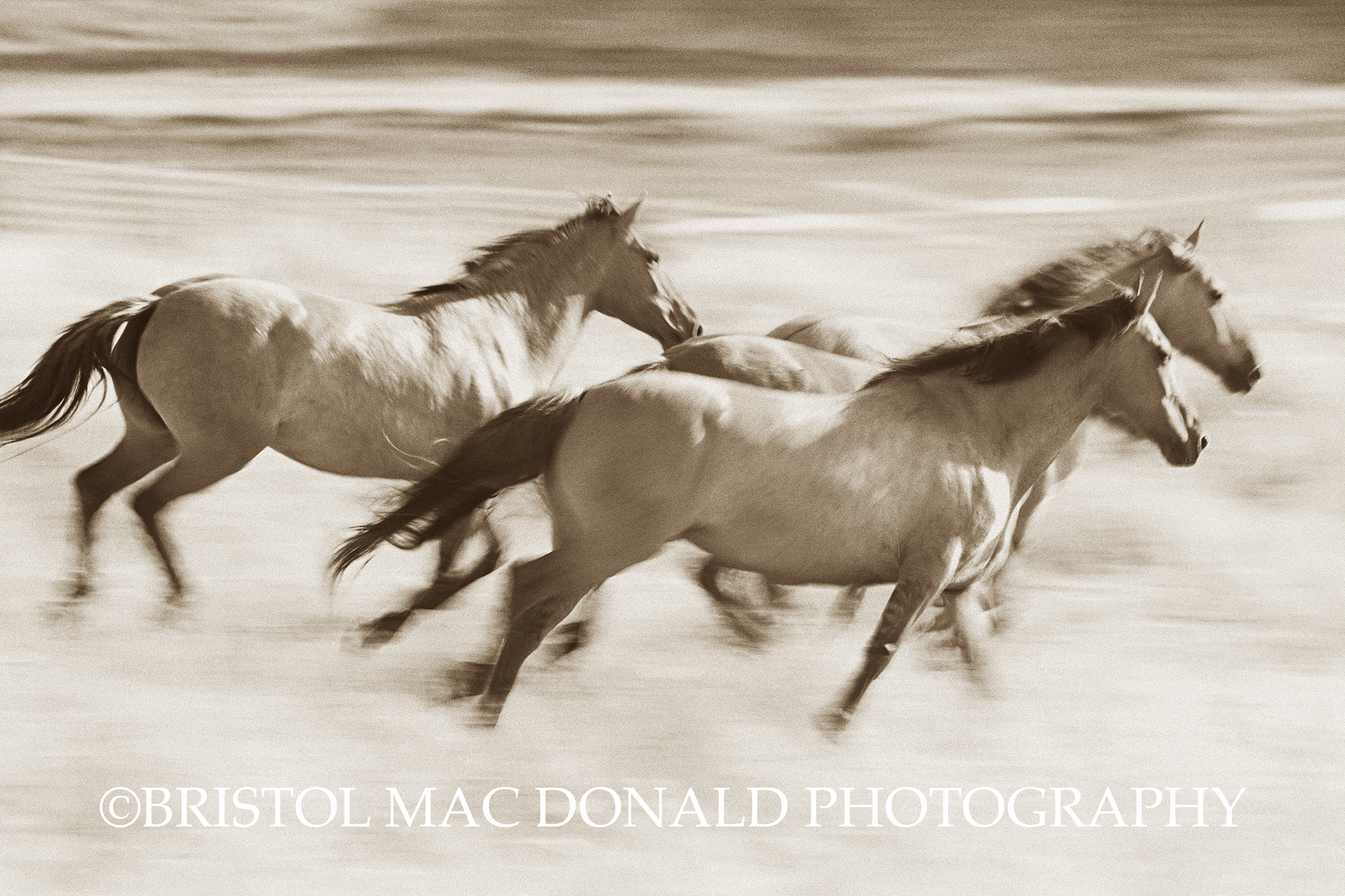 Mares in Flight