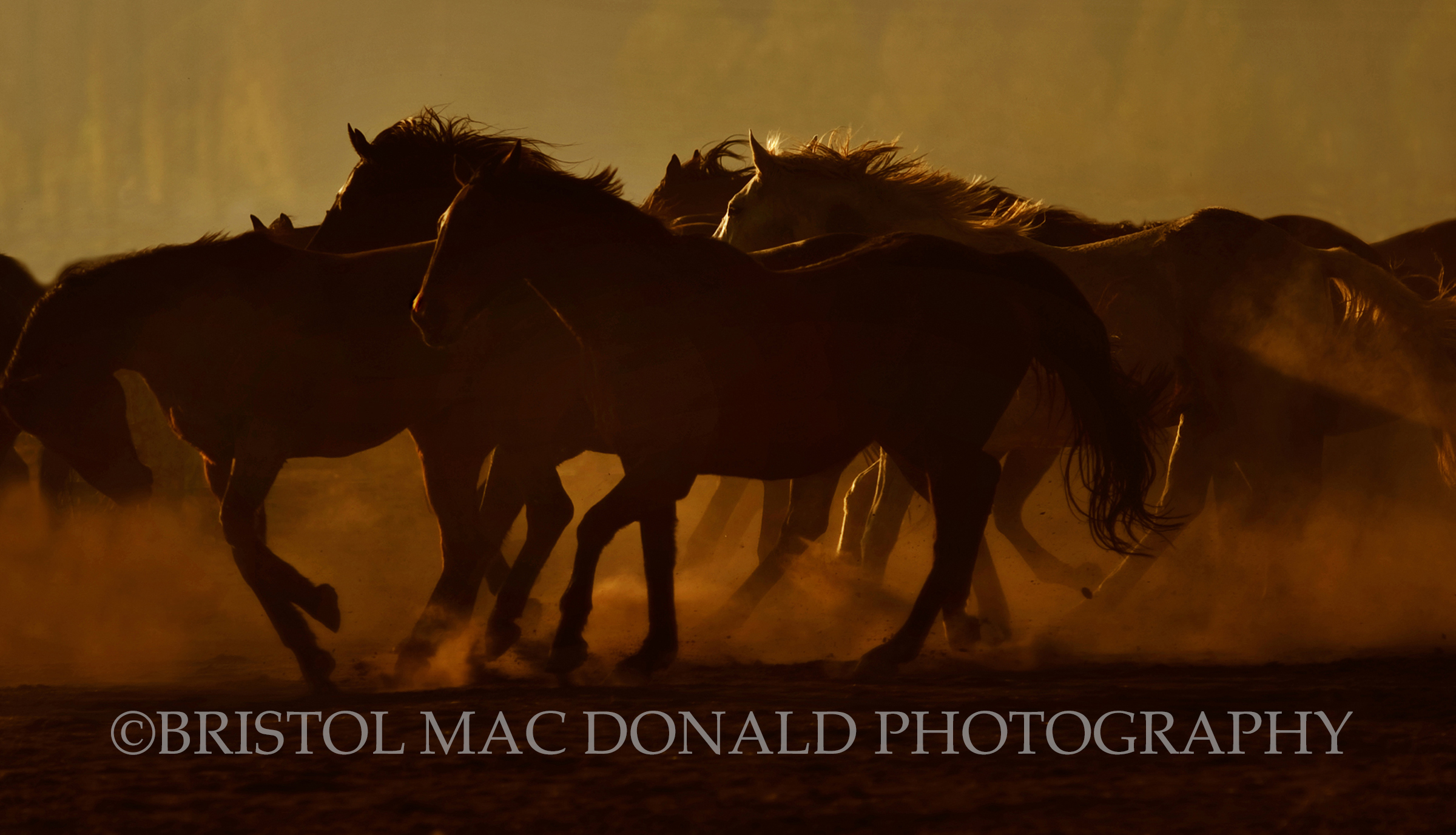 Retired Racehorses