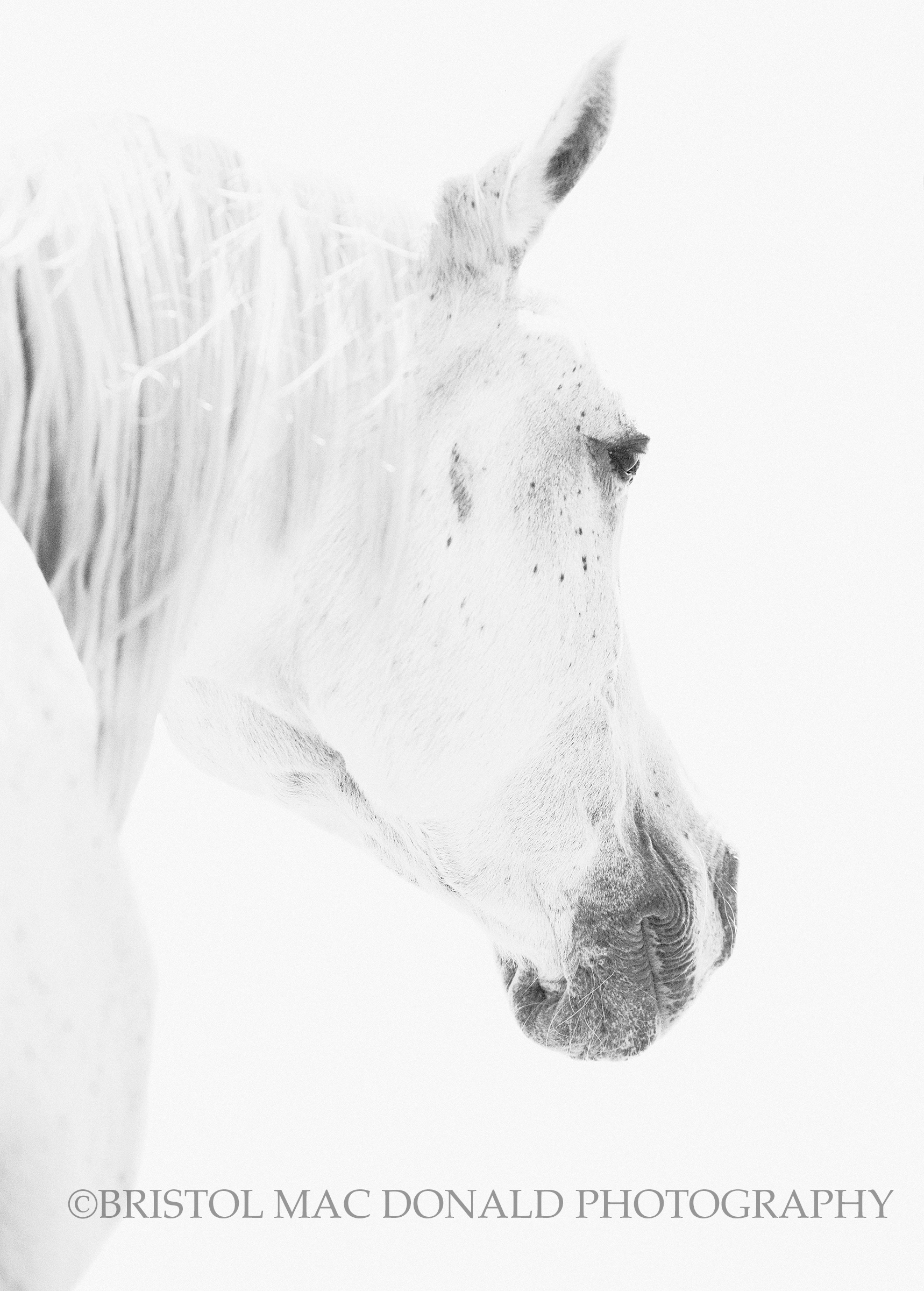 Spirit Horse