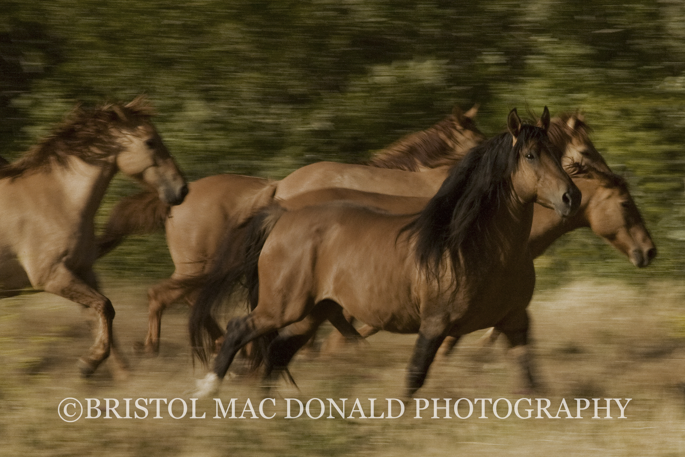 Chief and His Mares